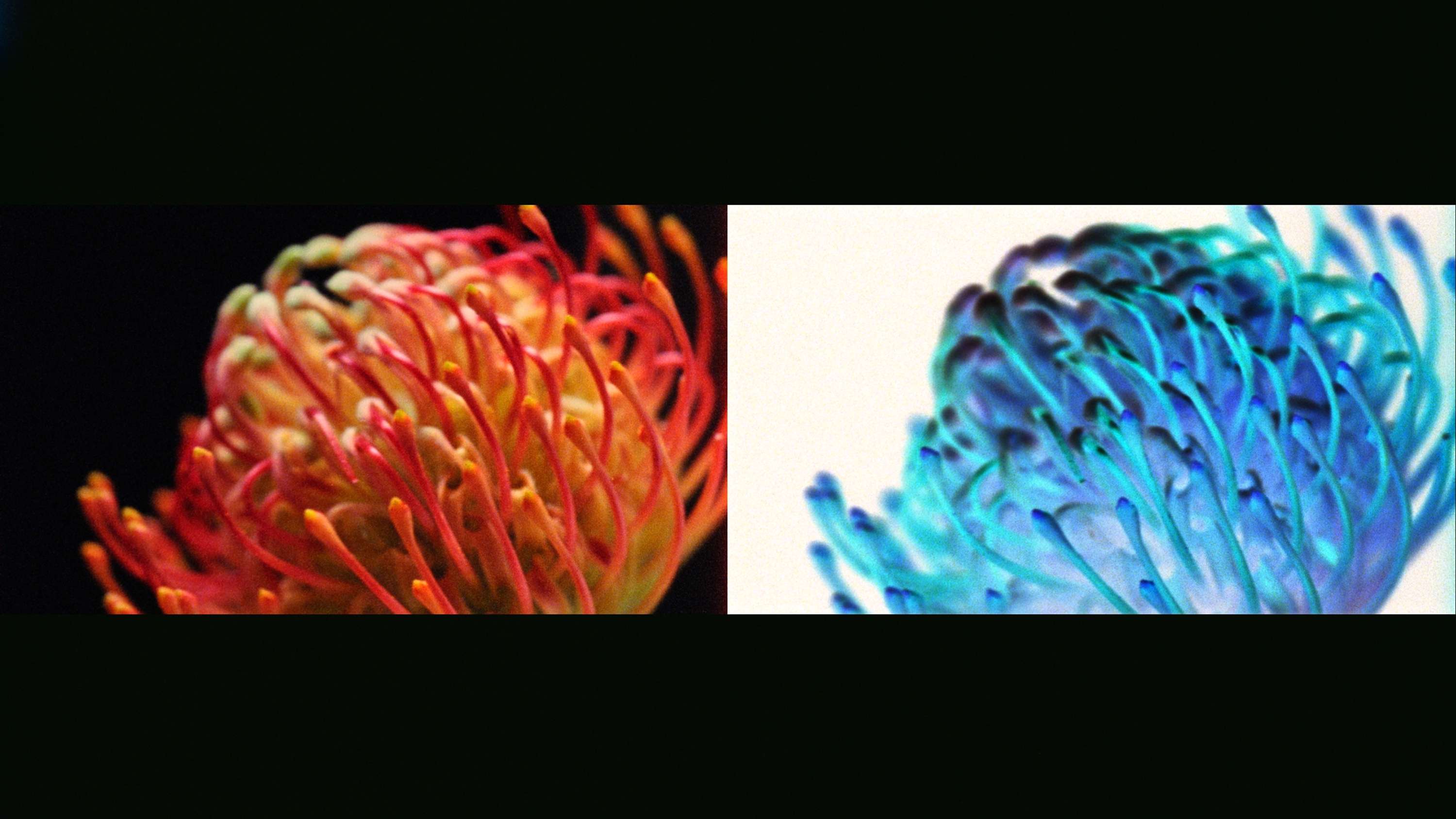 Work In Progress - EP01: Bjork x Jesse Kanda by Vivek Vadoliya