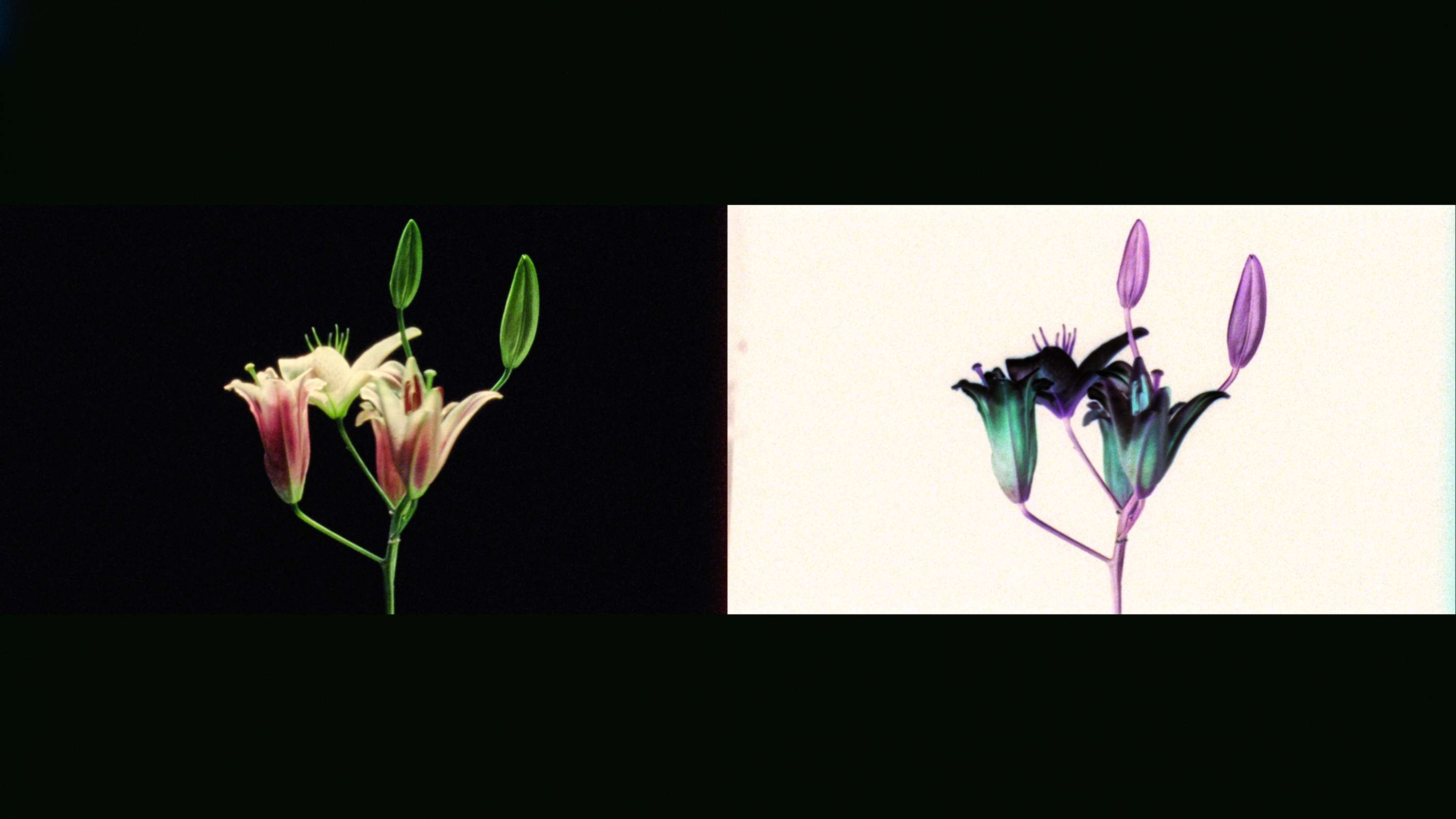 Work In Progress - EP01: Bjork x Jesse Kanda by Vivek Vadoliya