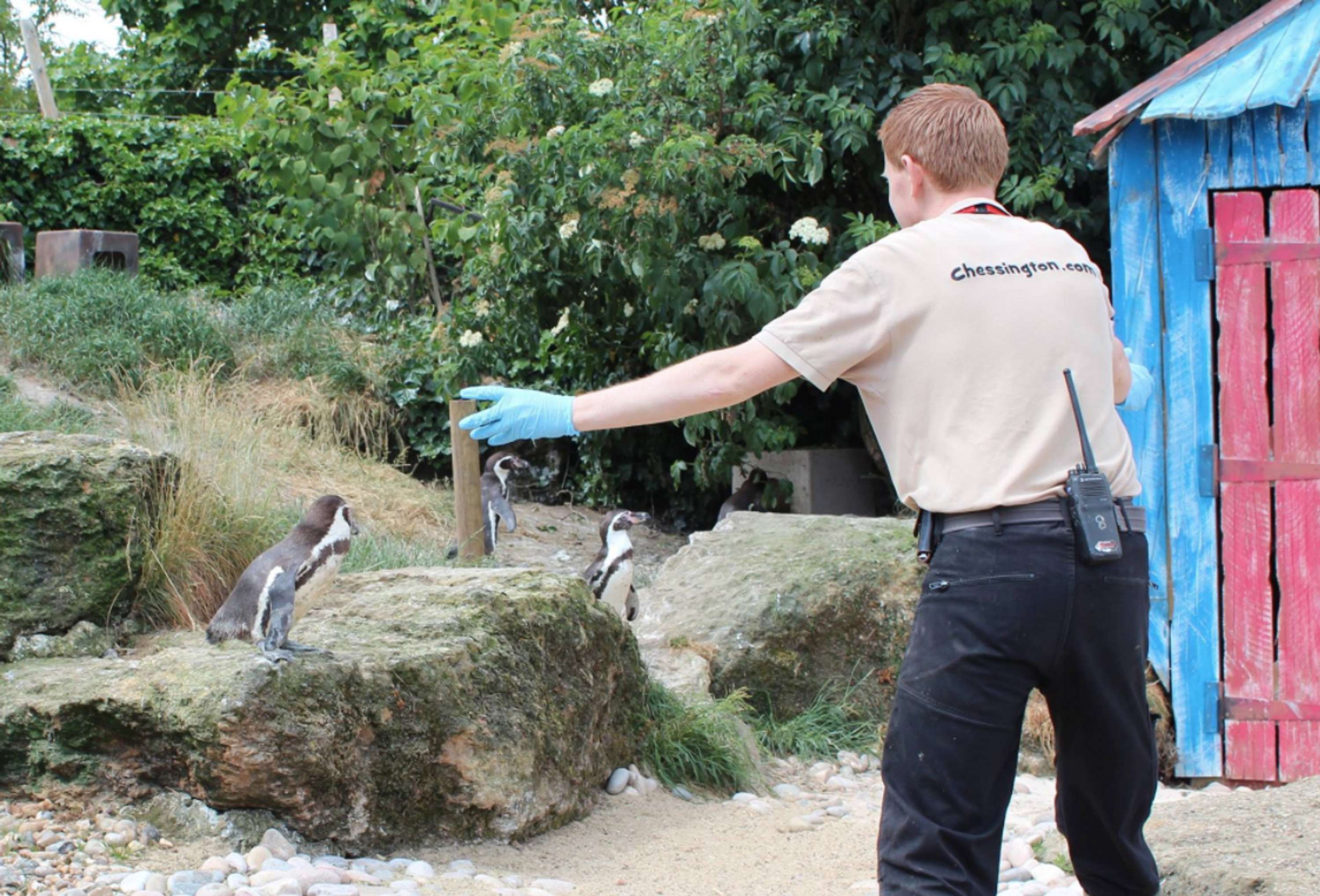 Zookeepers Recreate Chris Pratt's Moves at Chessington by Georgie Gayler-Thompson