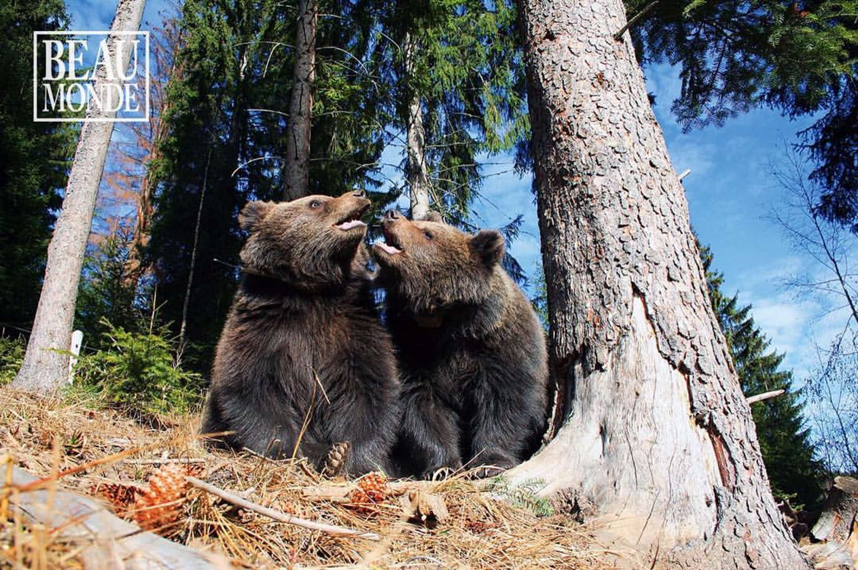 Cos and Bear NGO interviews by Vlad Popa