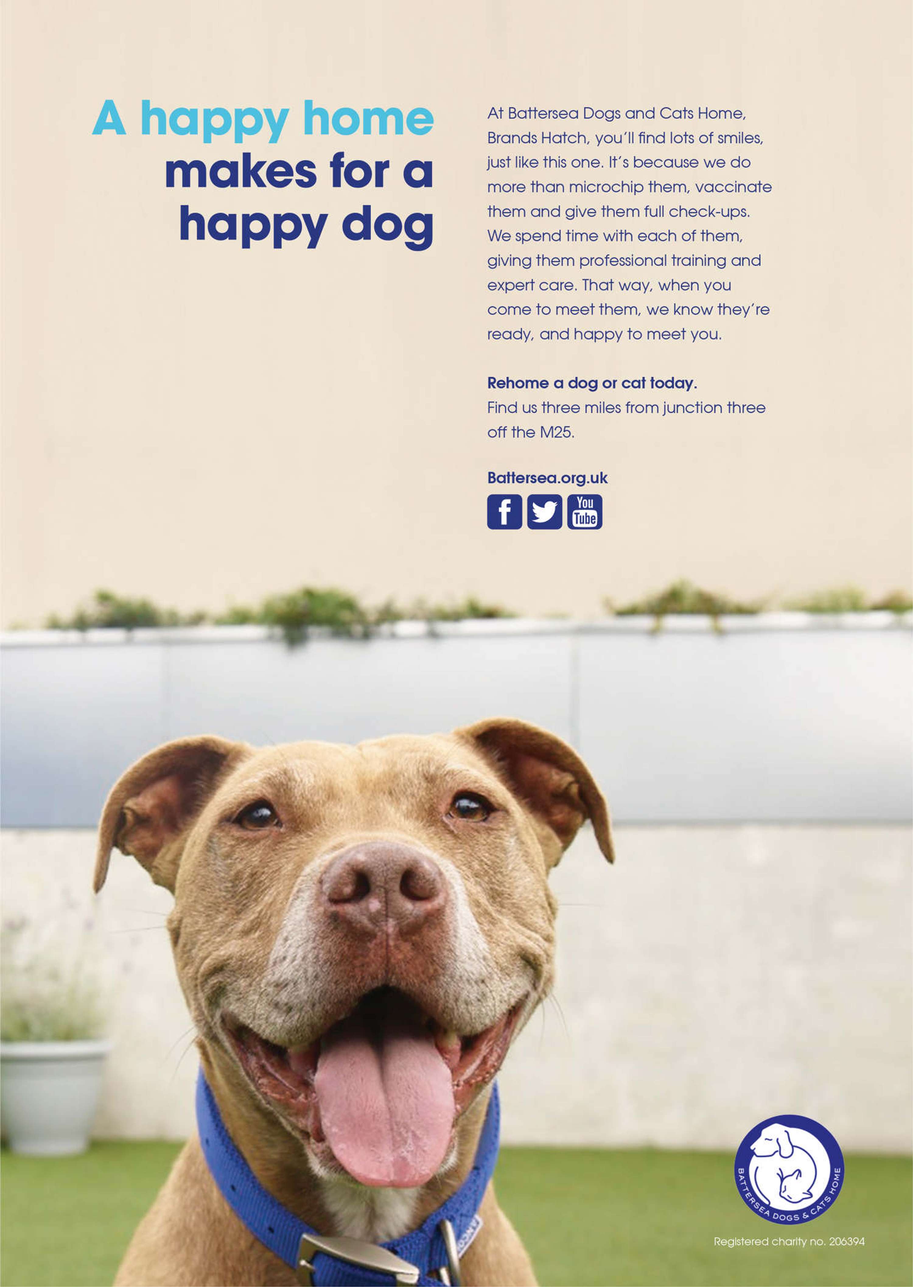 Introducing cats and dogs  Battersea Dogs & Cats Home