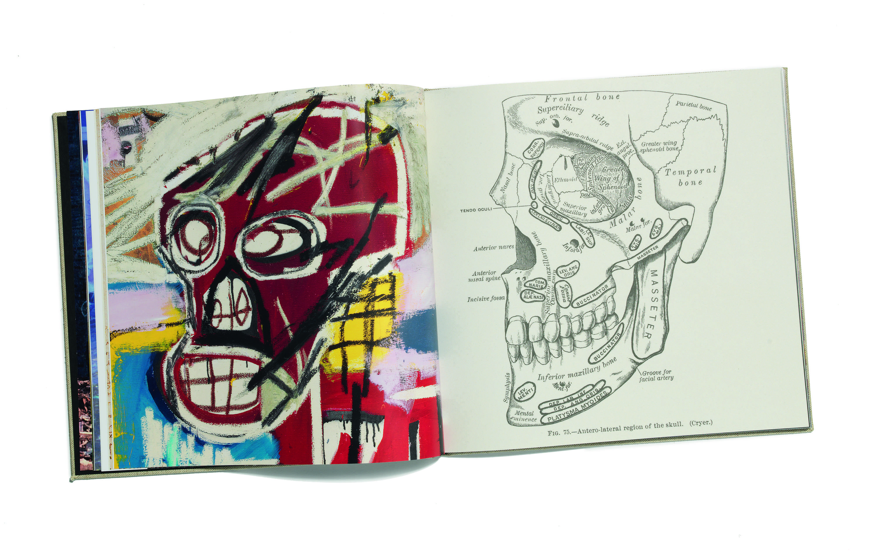 Basquiat by Rachel Hooper