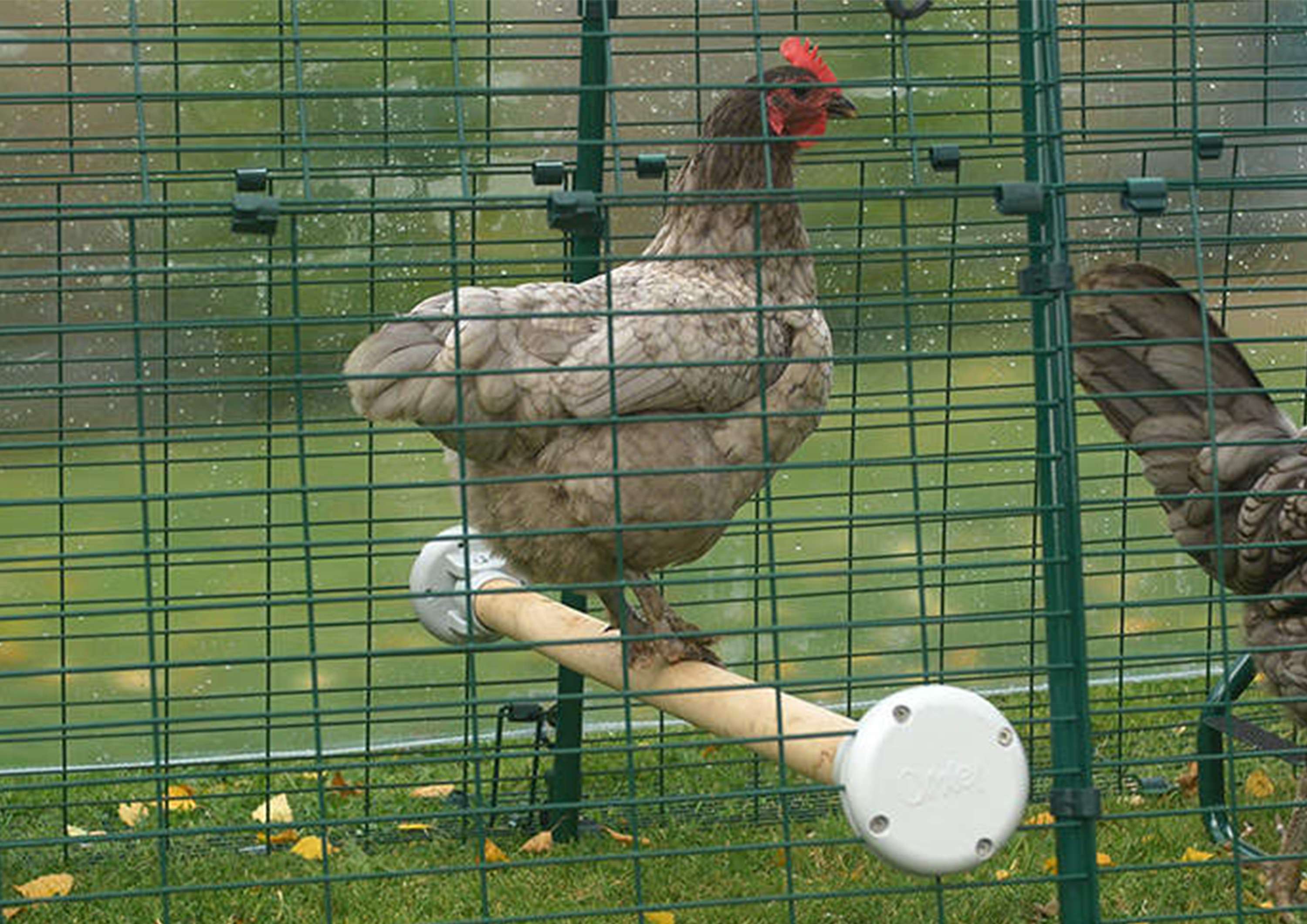 Omlet Chicken Fencing, Poultry Netting for Chickens