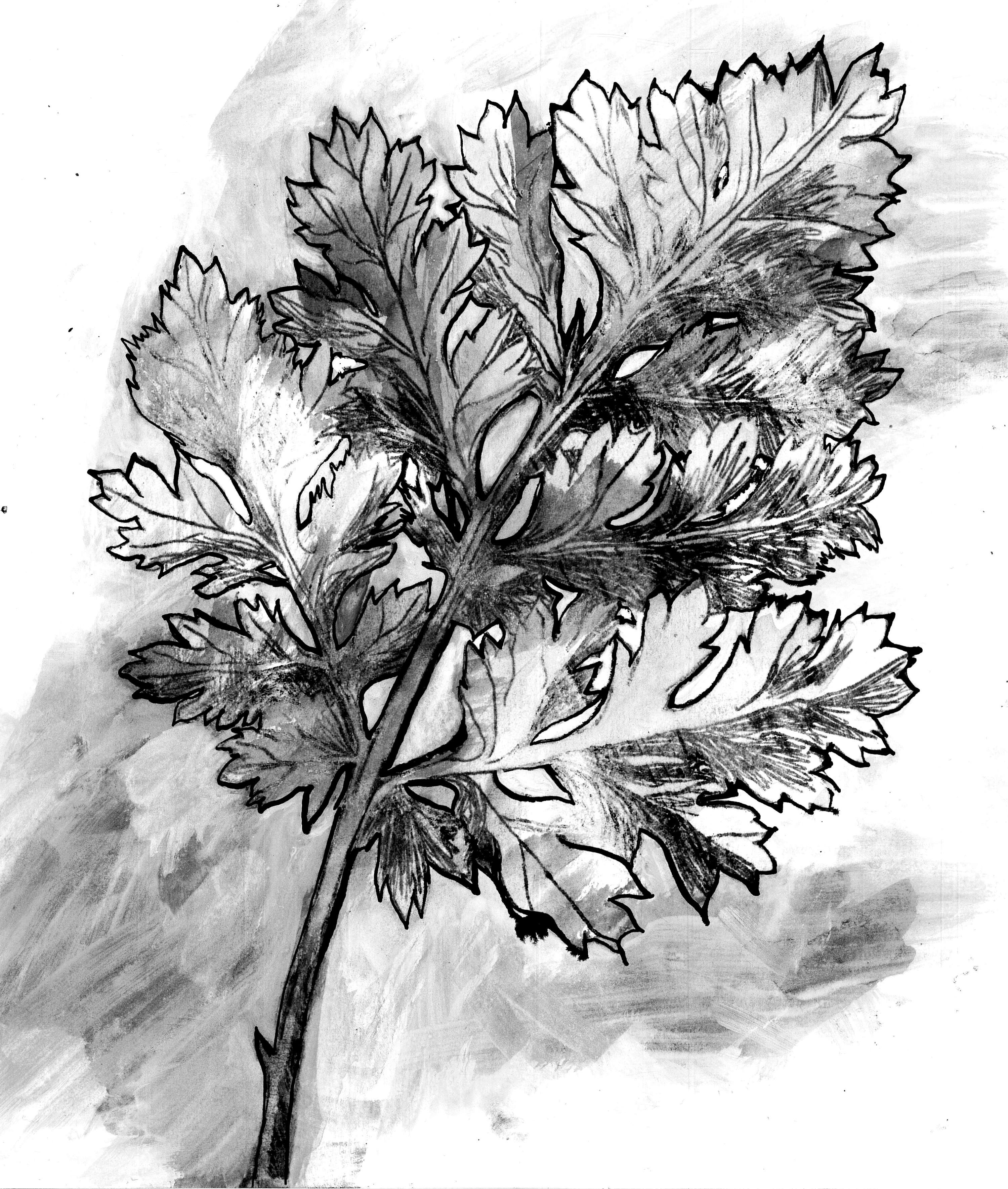 Requiem - The Remembrance of Trees by Amanda Perrin