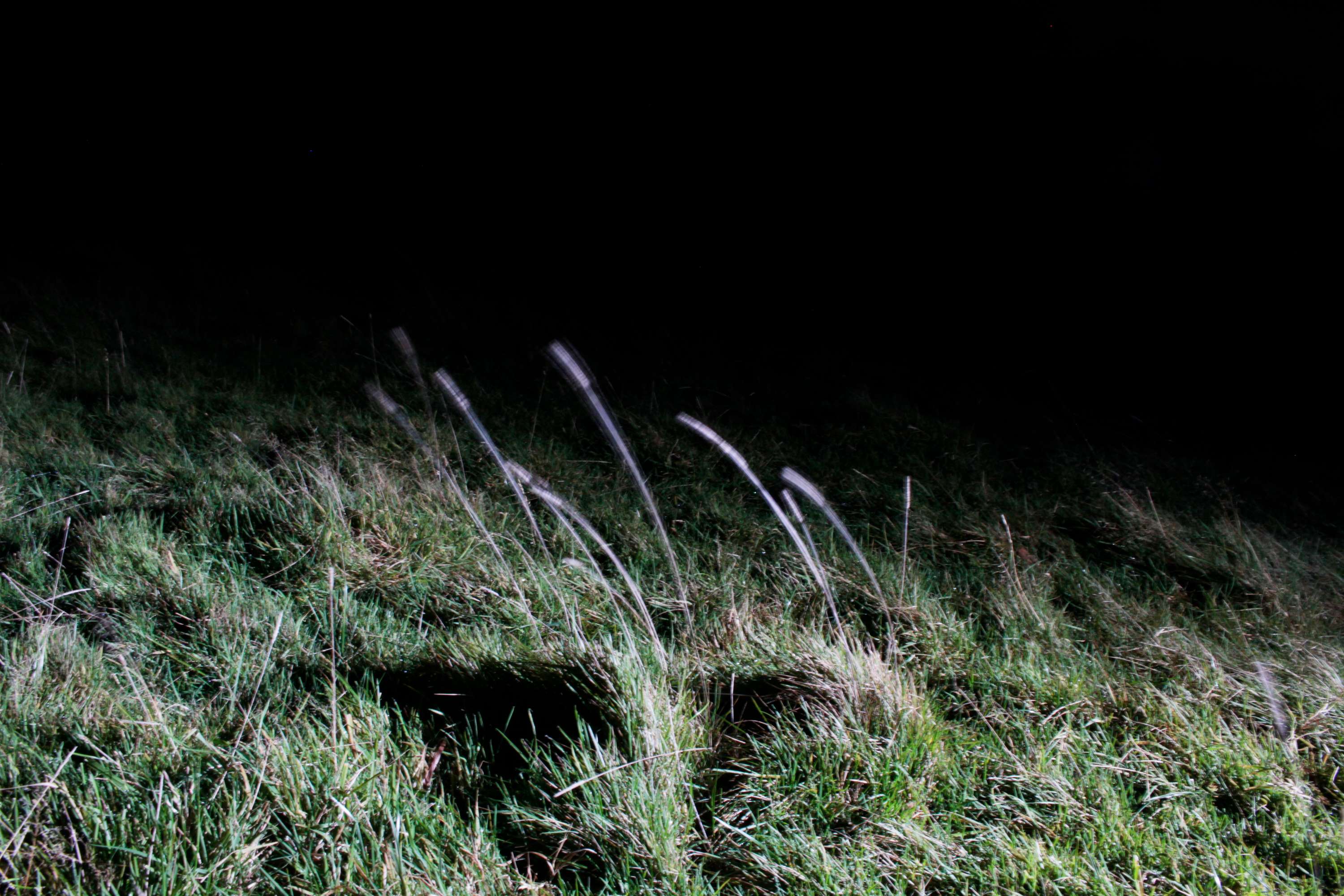 Strays by Richard Waterton