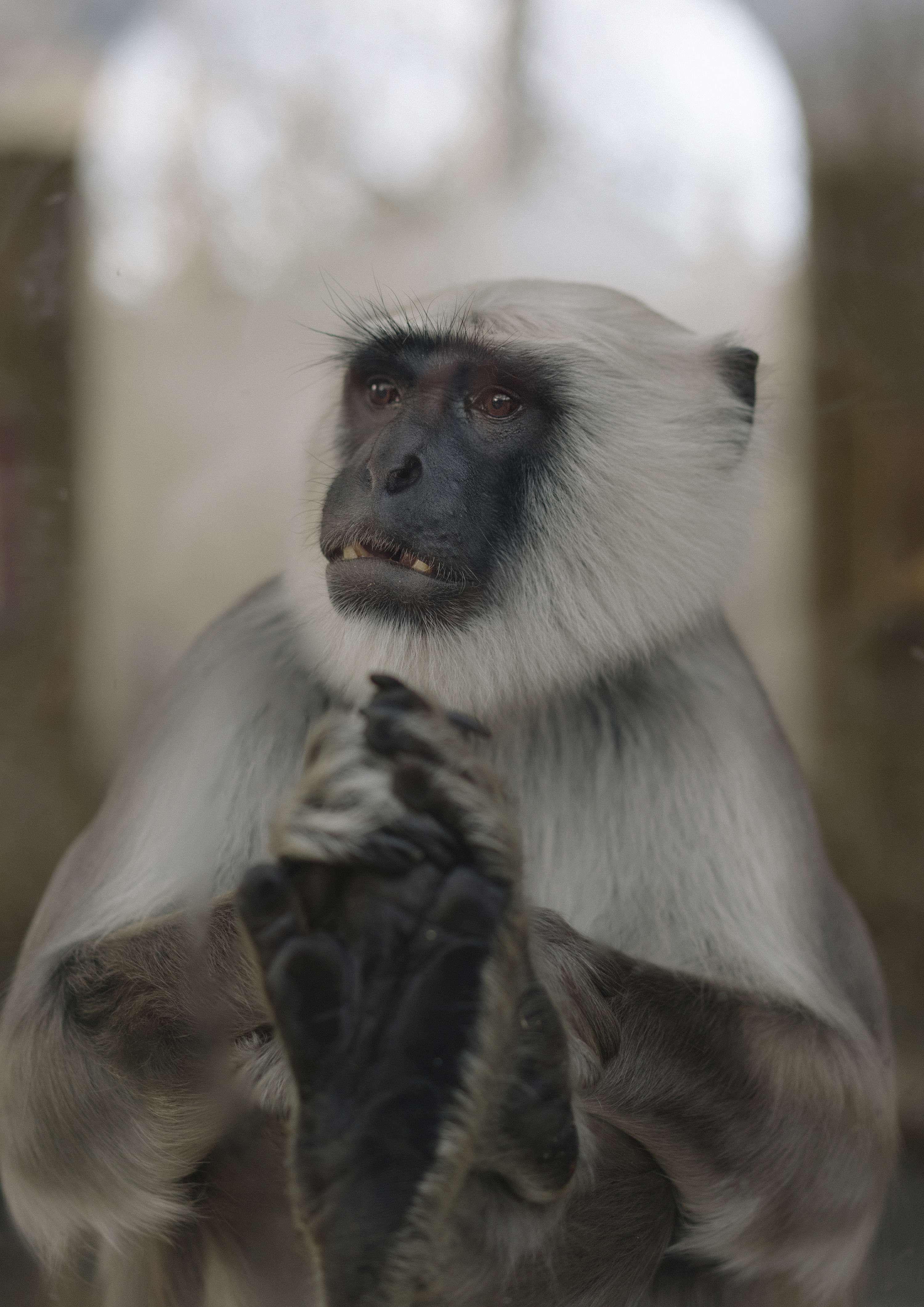An Inspection of Zoos by Daniel Avery