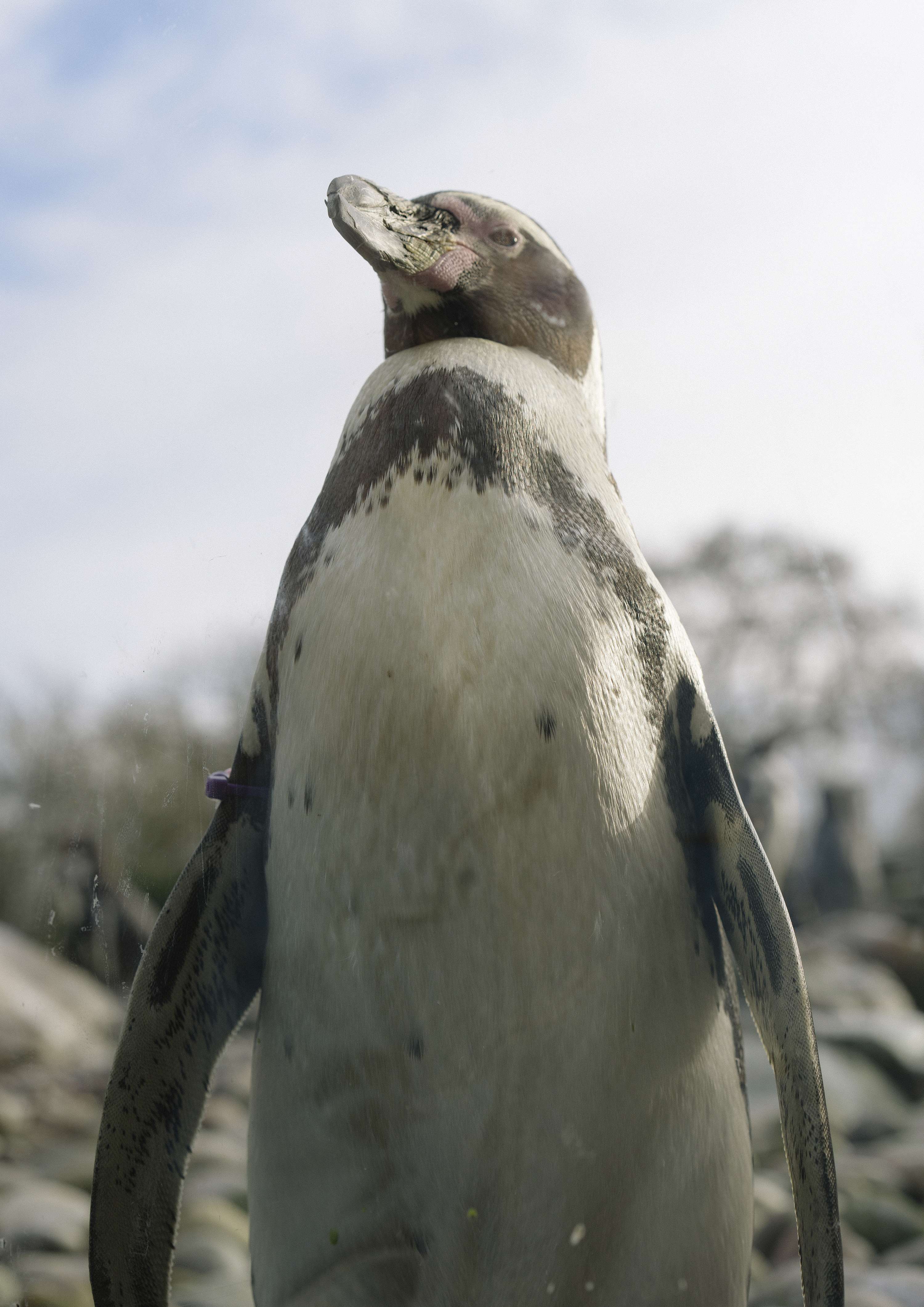 An Inspection of Zoos by Daniel Avery