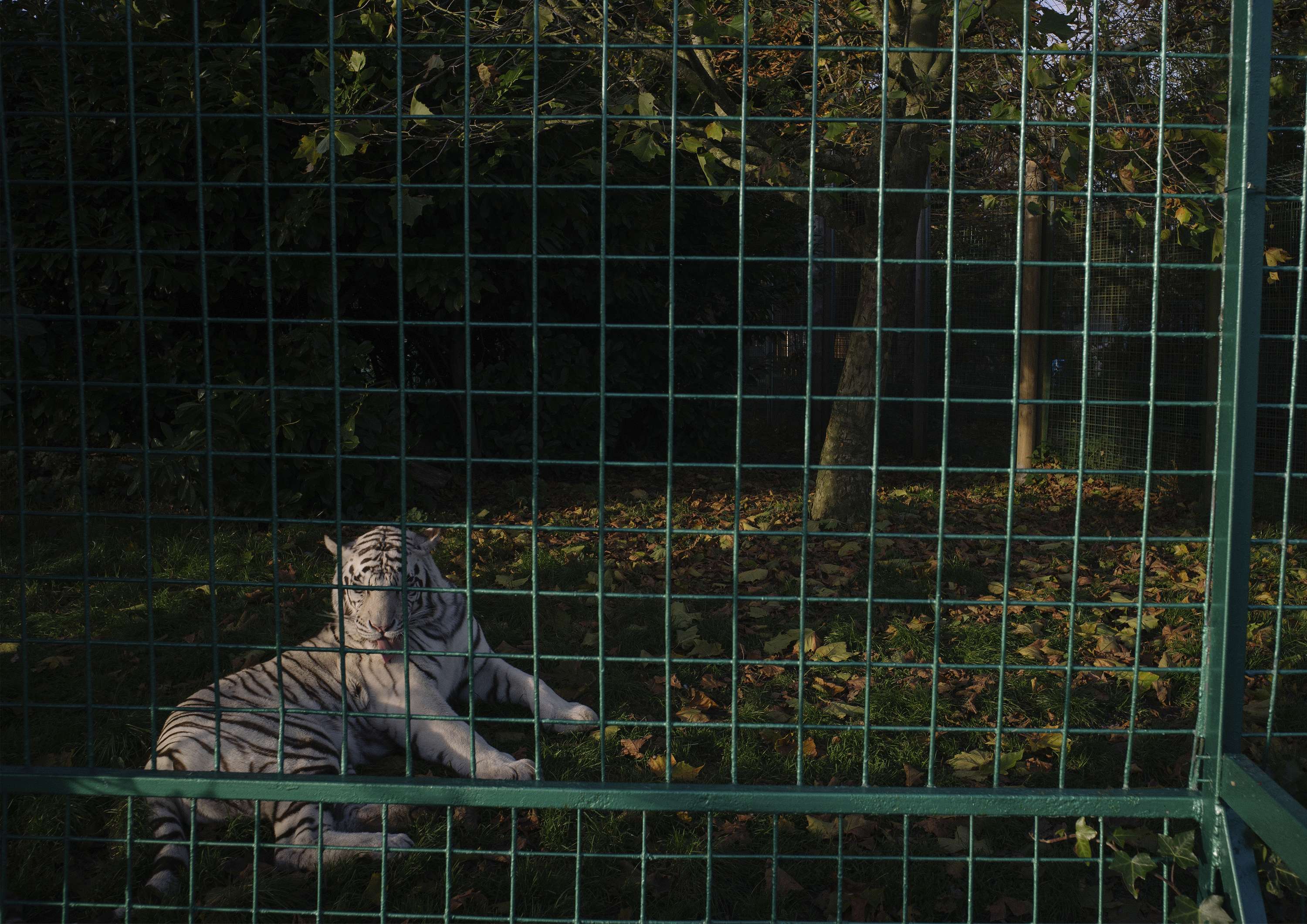An Inspection of Zoos by Daniel Avery