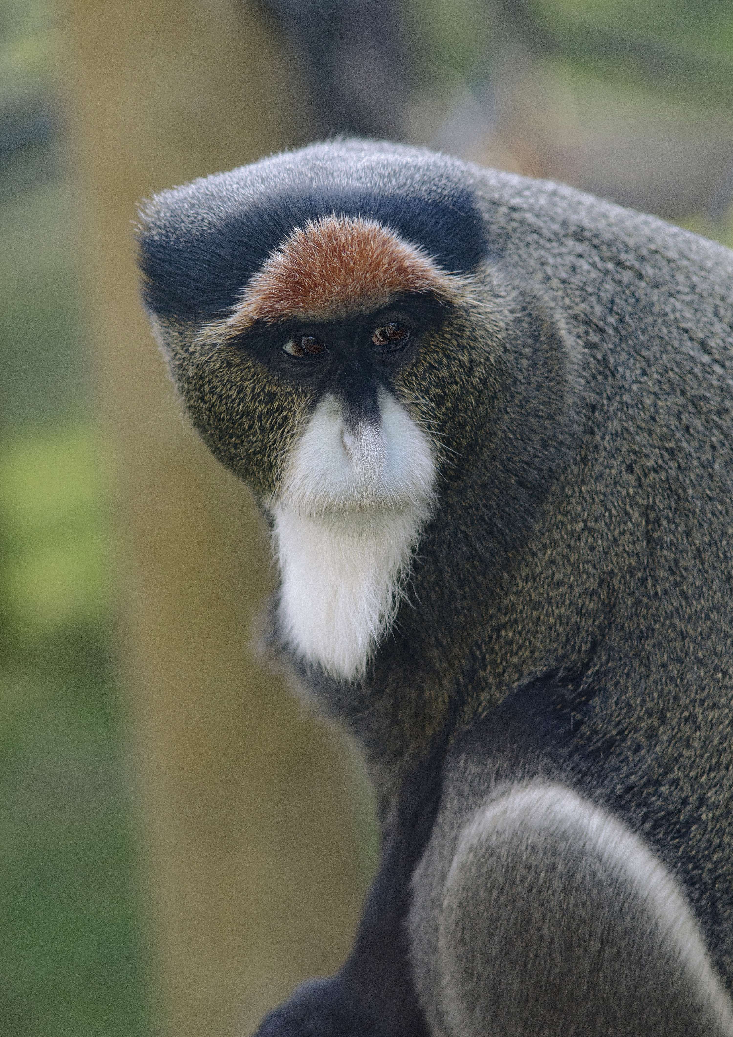 An Inspection of Zoos by Daniel Avery