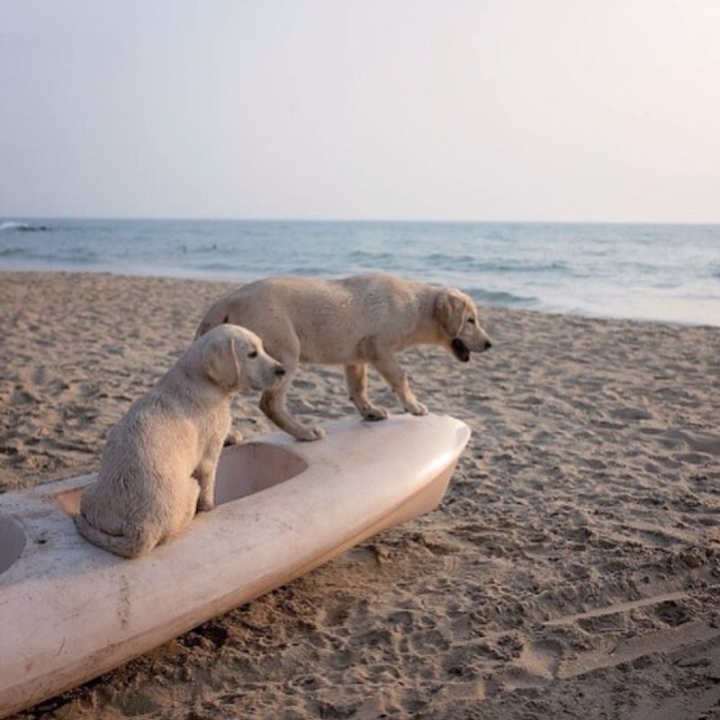 9 reasons you need to goa to goa (#sorrynotsorry) by Agathe Monmont