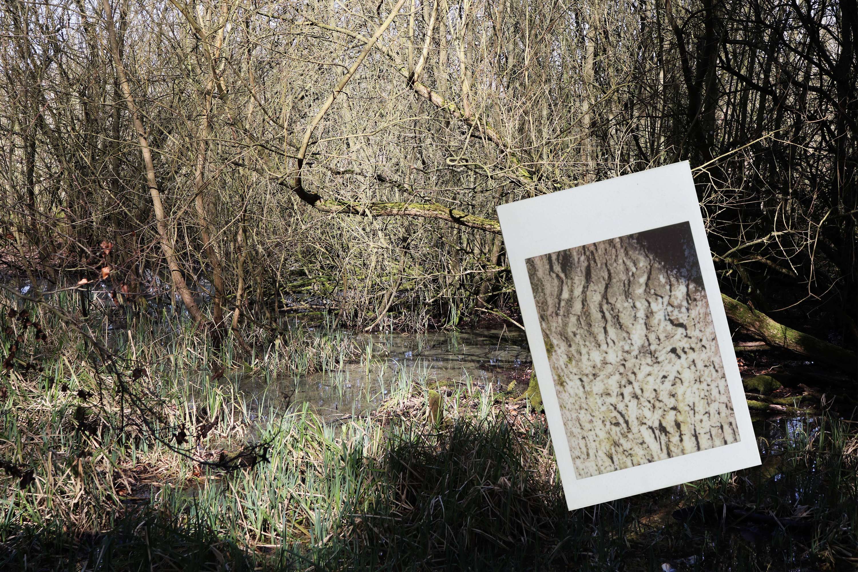 Polaroids in Nature by Nicole Hawker