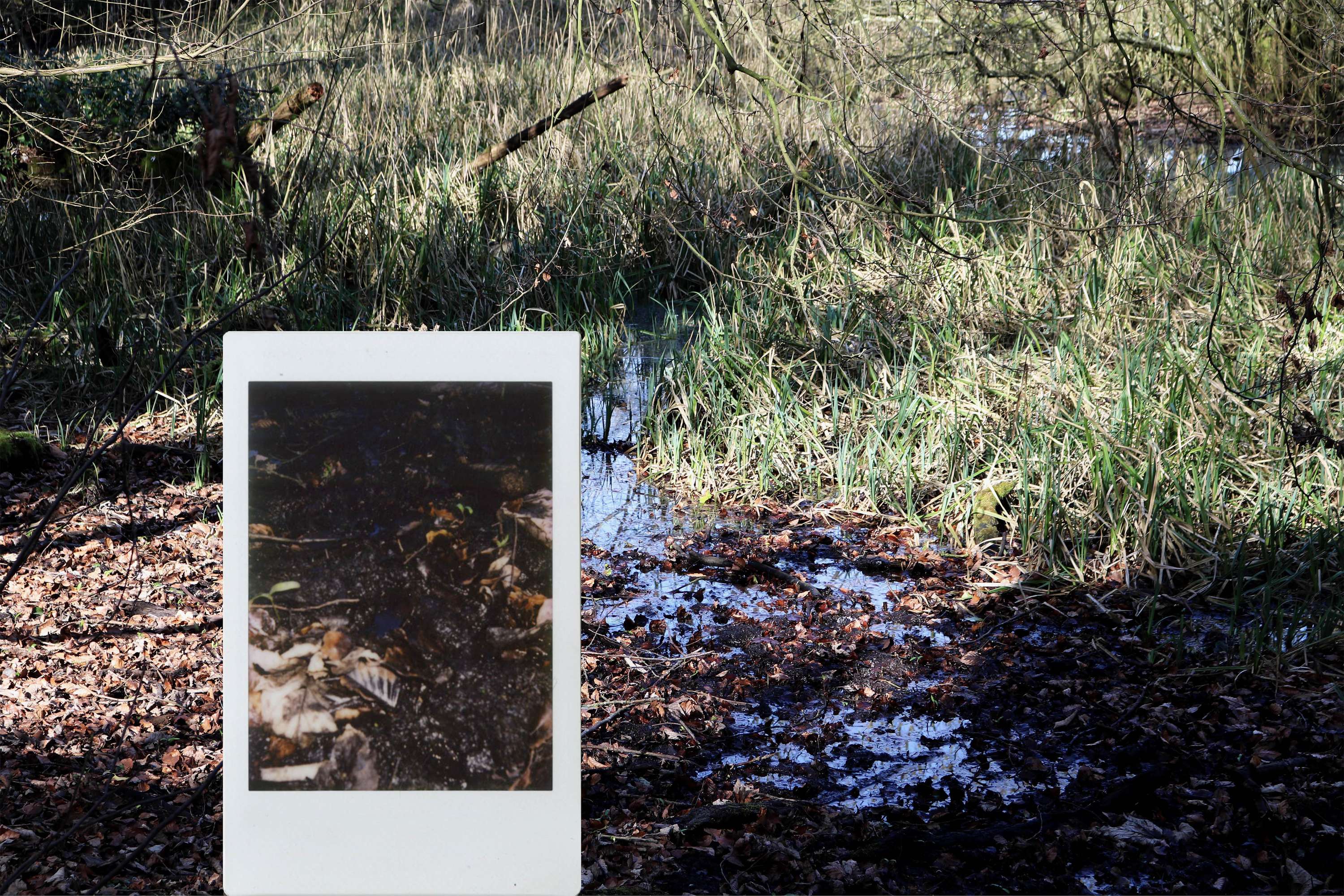 Polaroids in Nature by Nicole Hawker