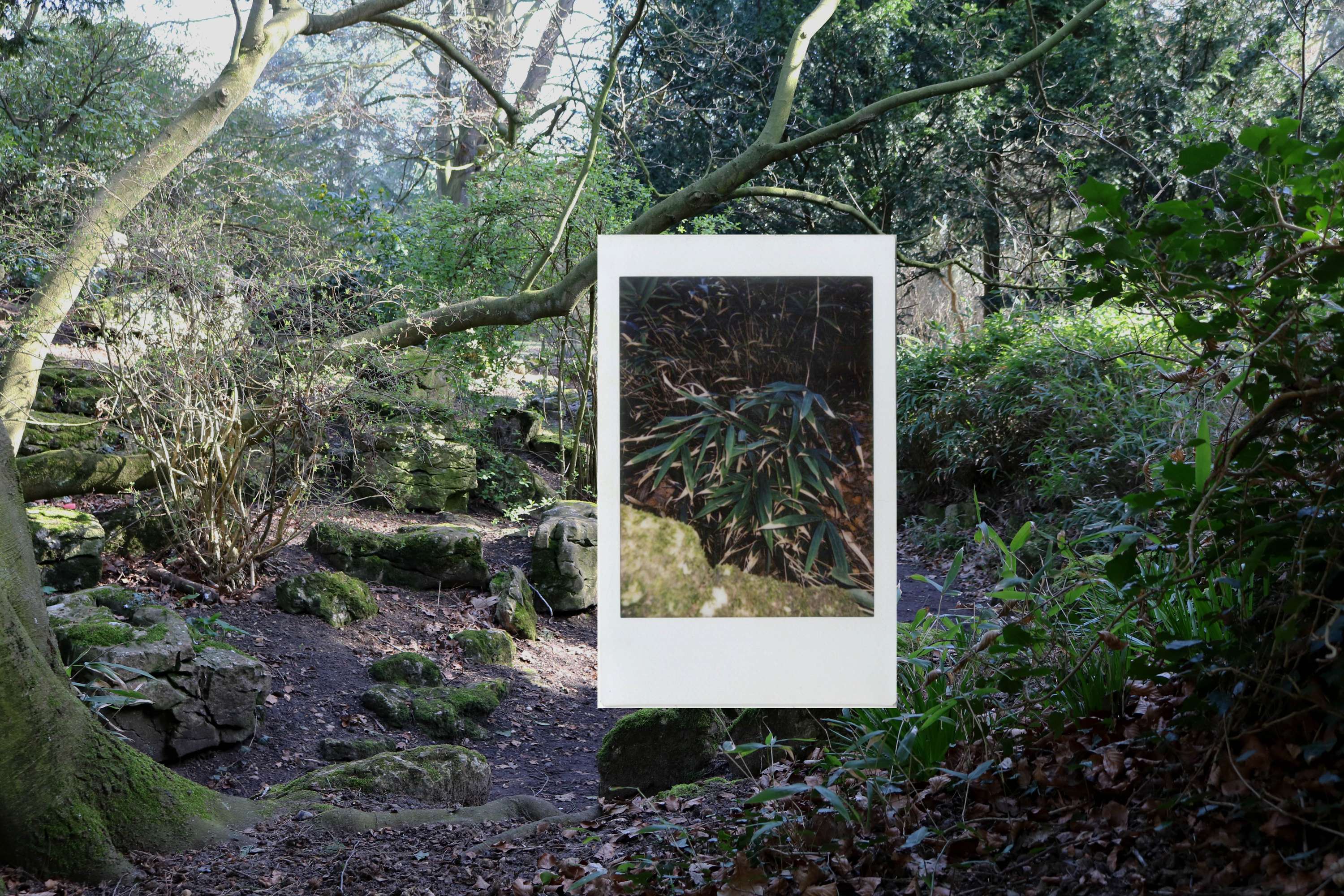 Polaroids in Nature by Nicole Hawker