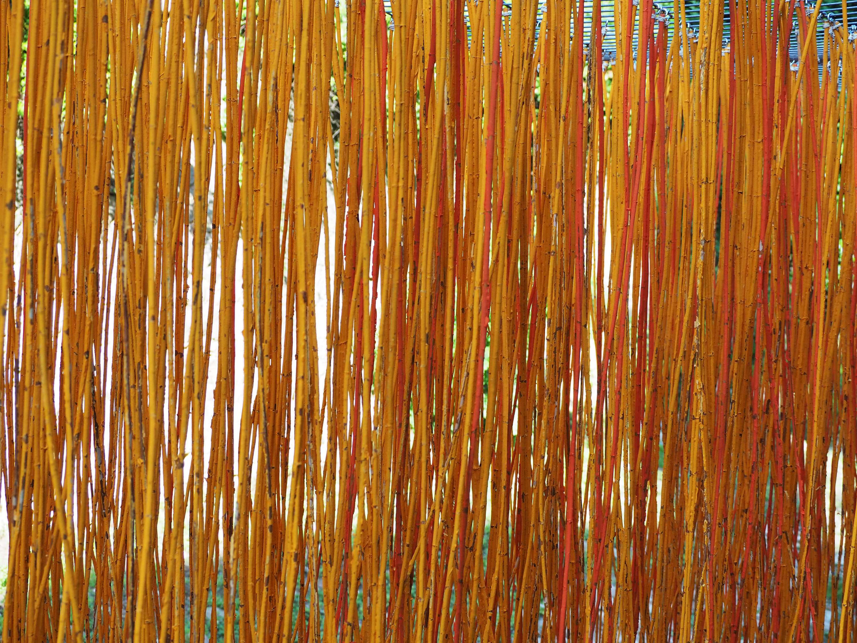 Cauce - Temps de Flors 18 by Ursula Pahl
