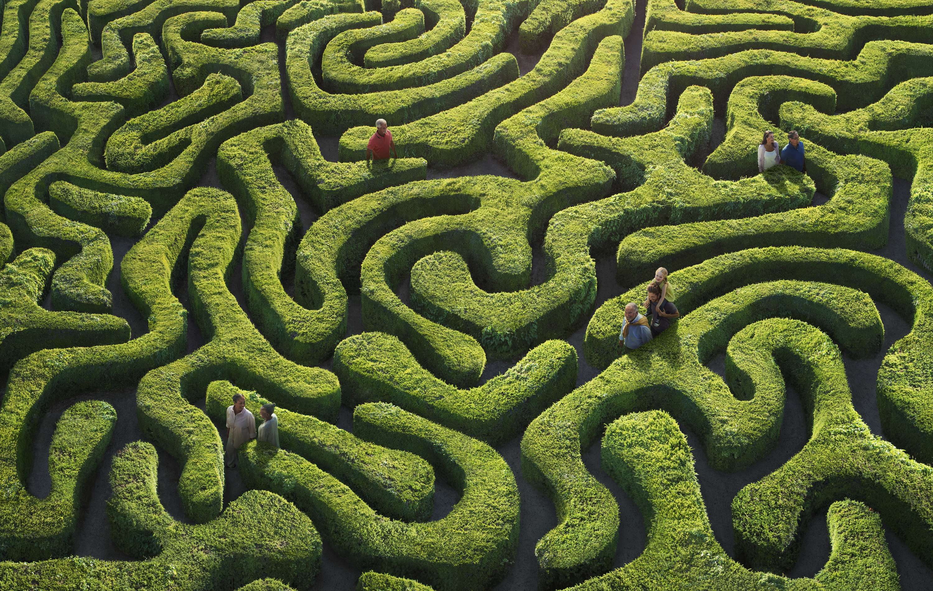 Brain Maze by Steve Sims