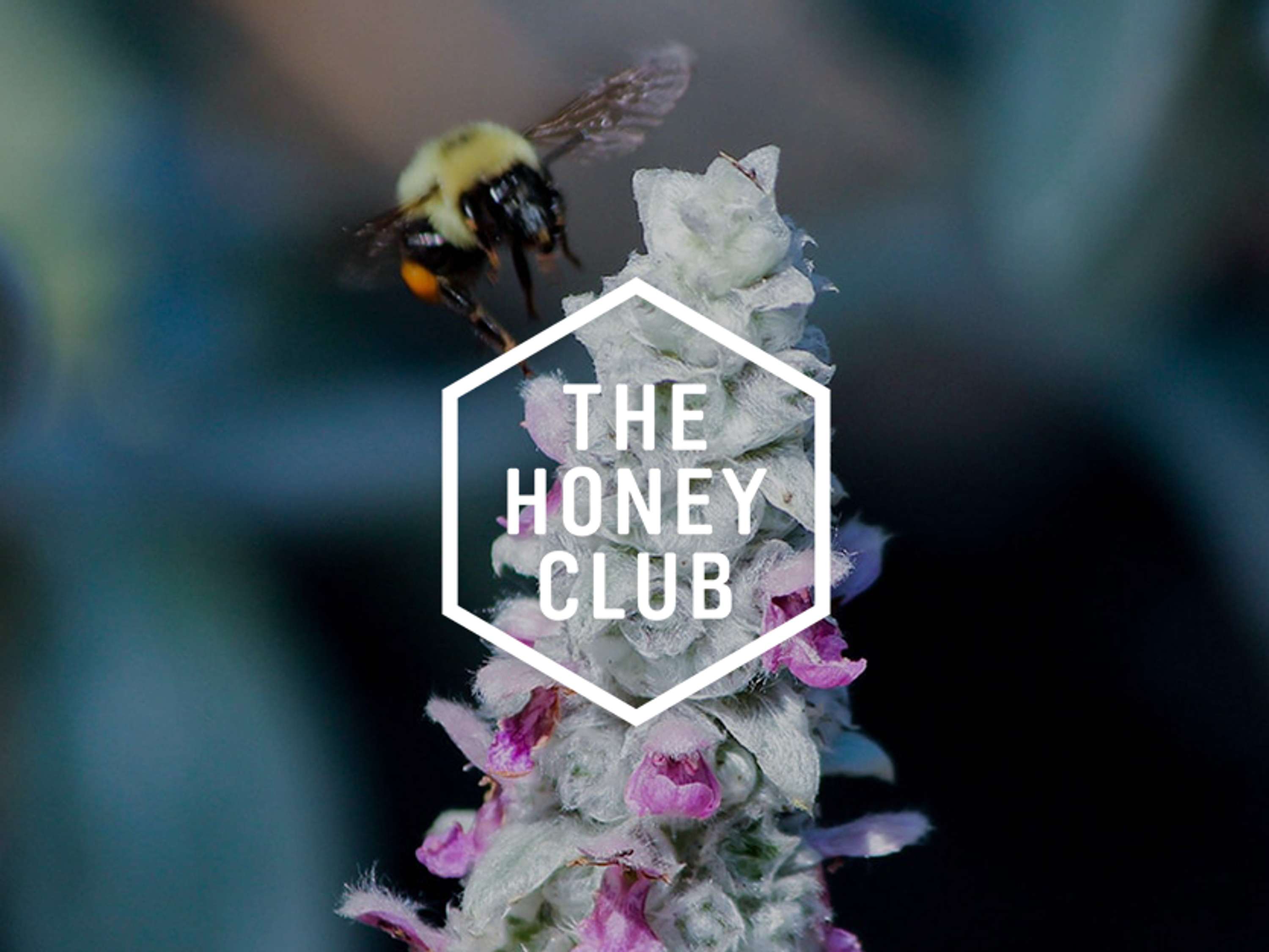 The Bee Trail App by Alastair Jones