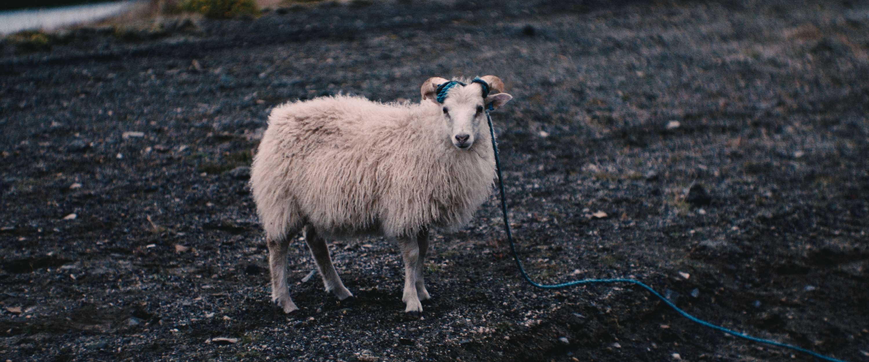 I Draw Inside A Sheep by Ka Ki Wong