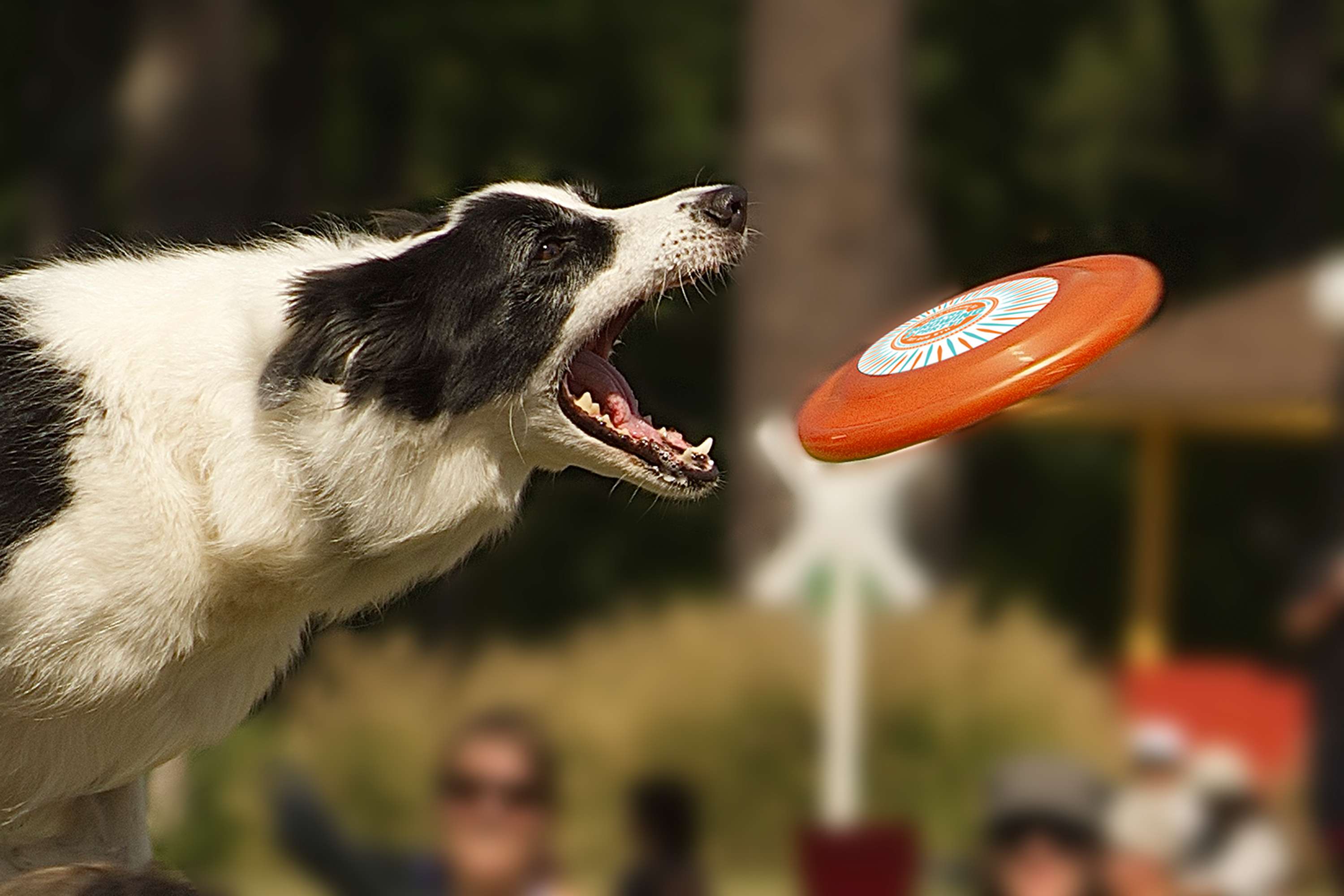 Frisbee Invite by Dan Haigh