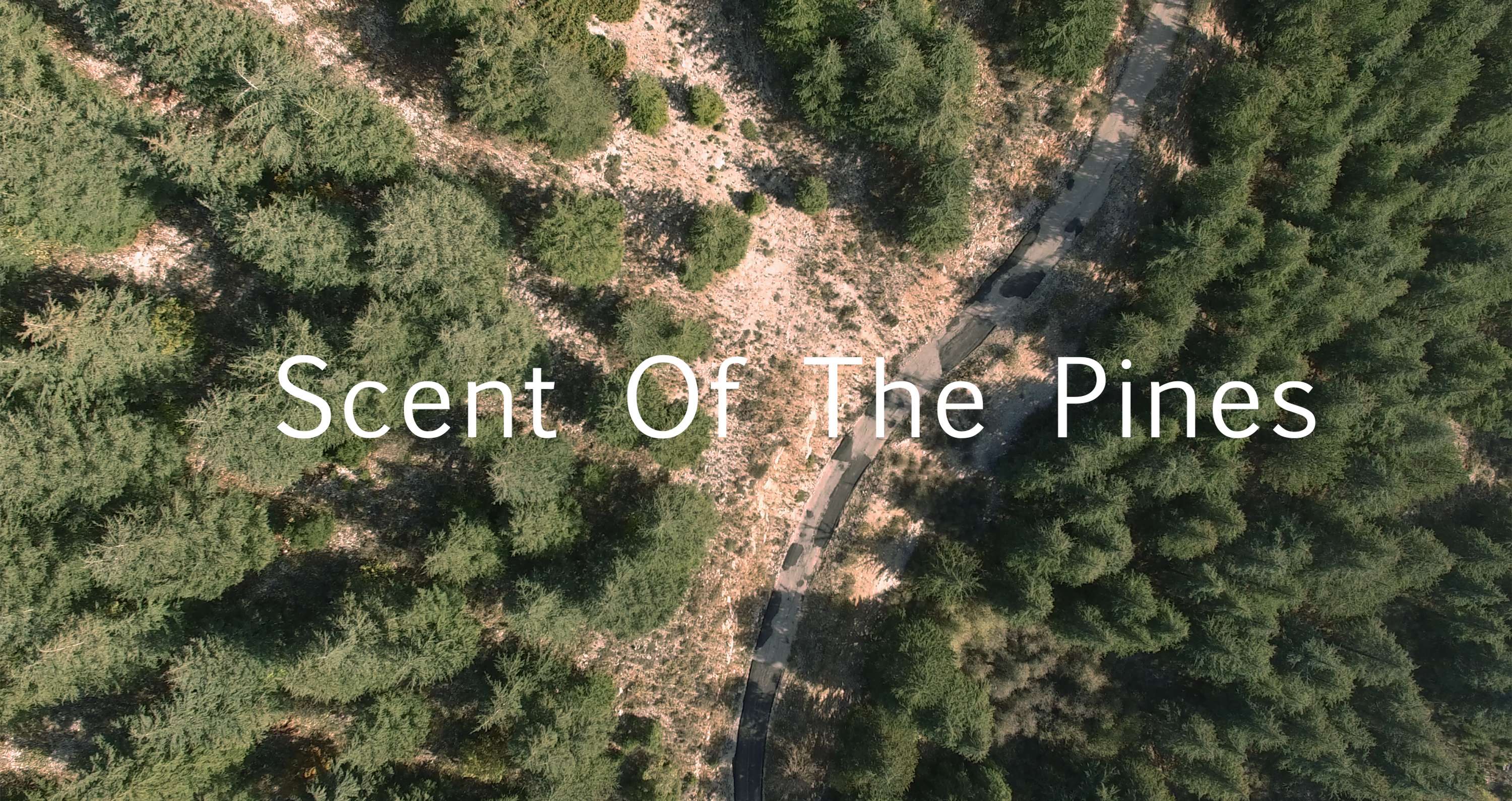 Scent of the Pines by Larissa Walters
