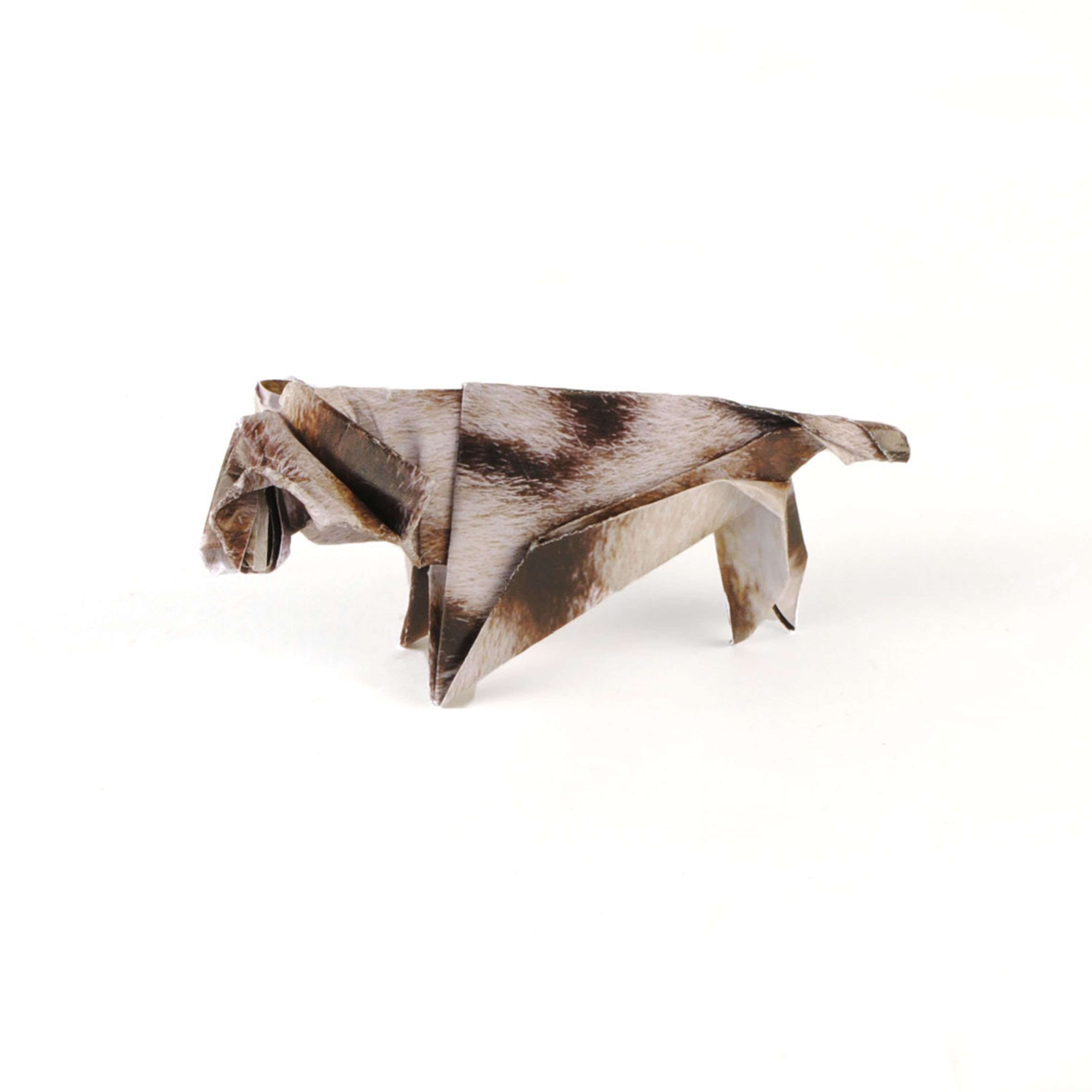 Quagga by Mollie Howells
