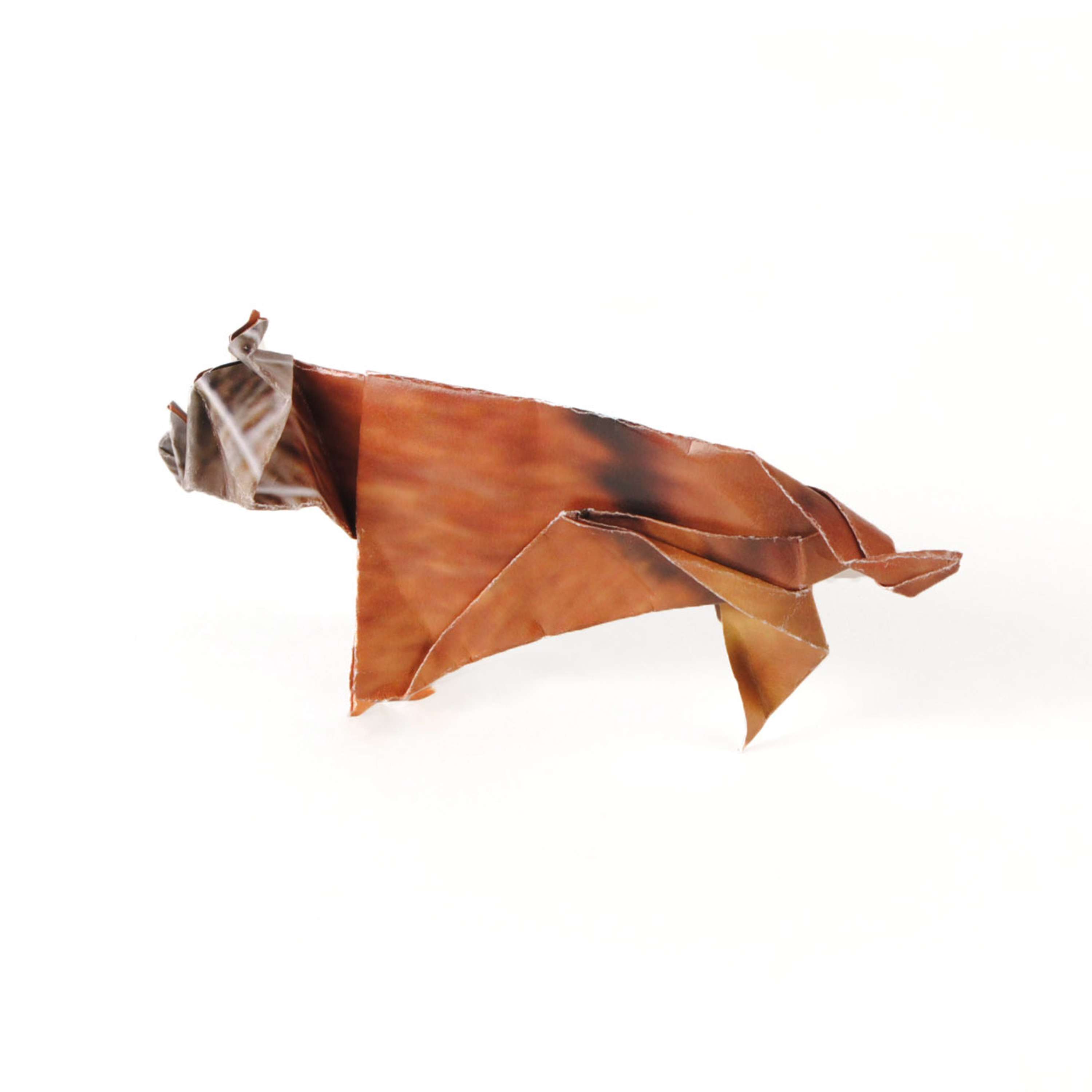 Quagga by Mollie Howells