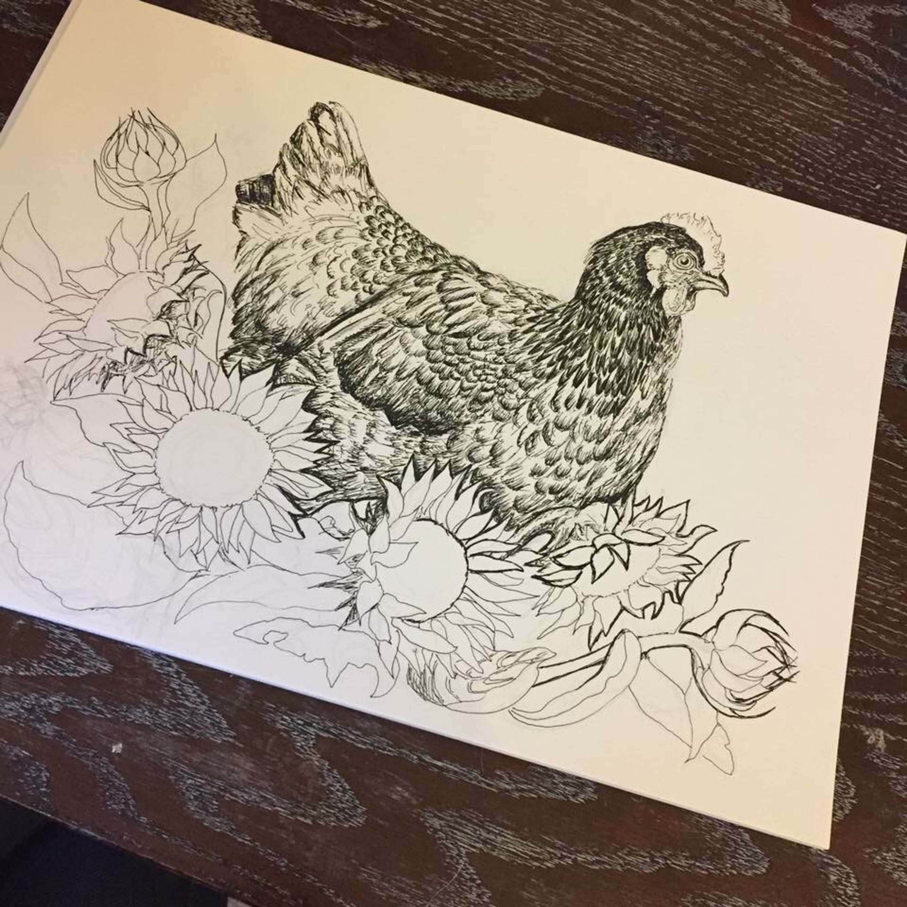 Bird Illustrations by Tasmin Torrington