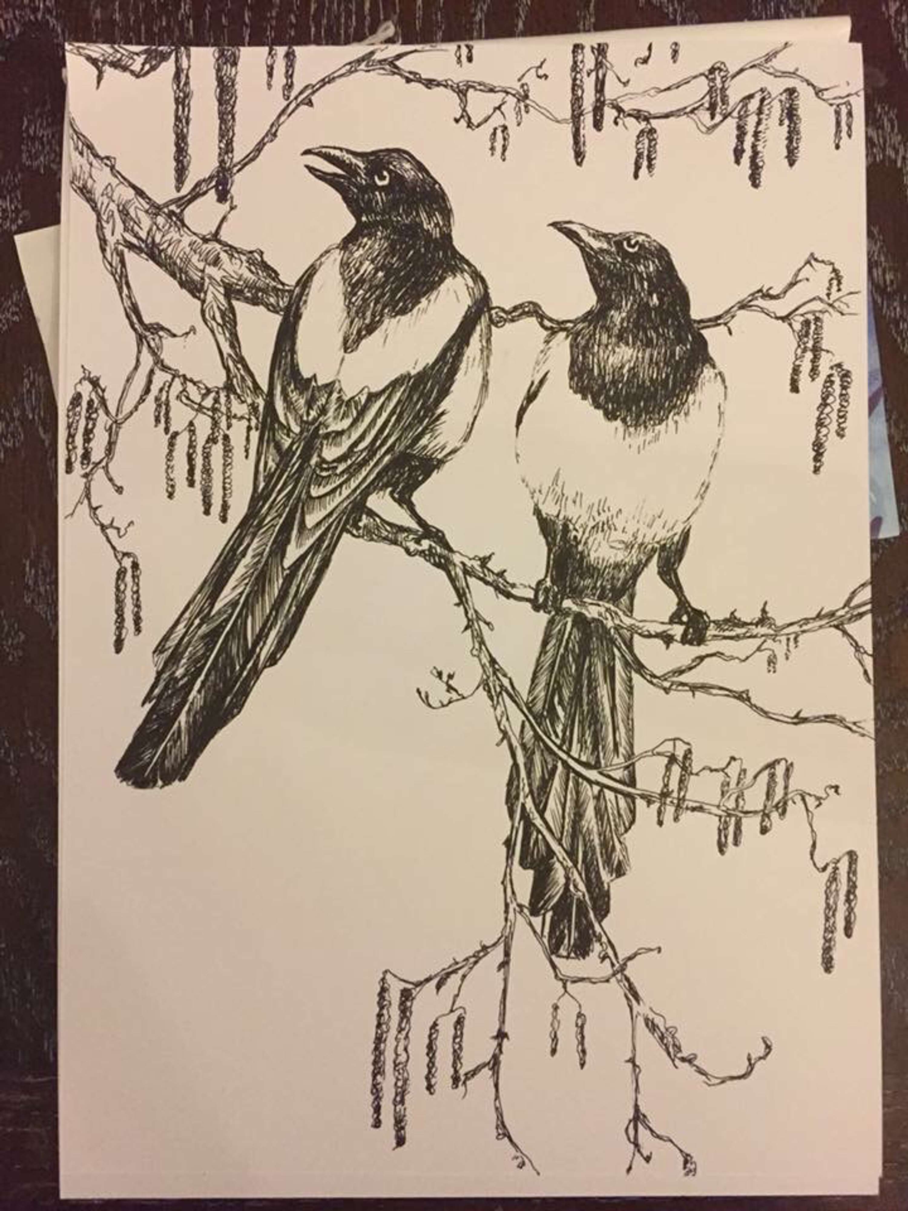Bird Illustrations by Tasmin Torrington