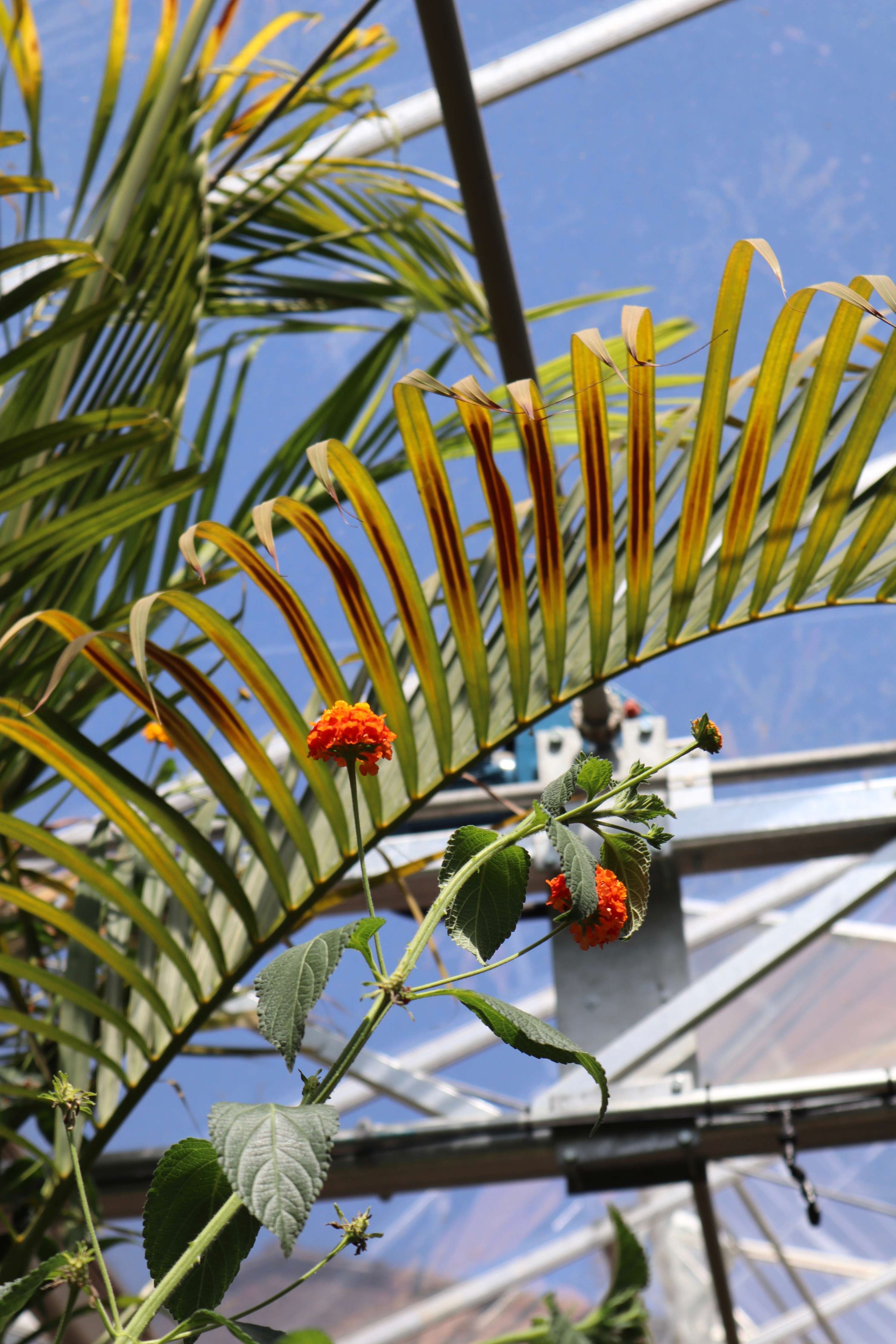 Horniman Butterfly House Photography by Mackenzie Turton