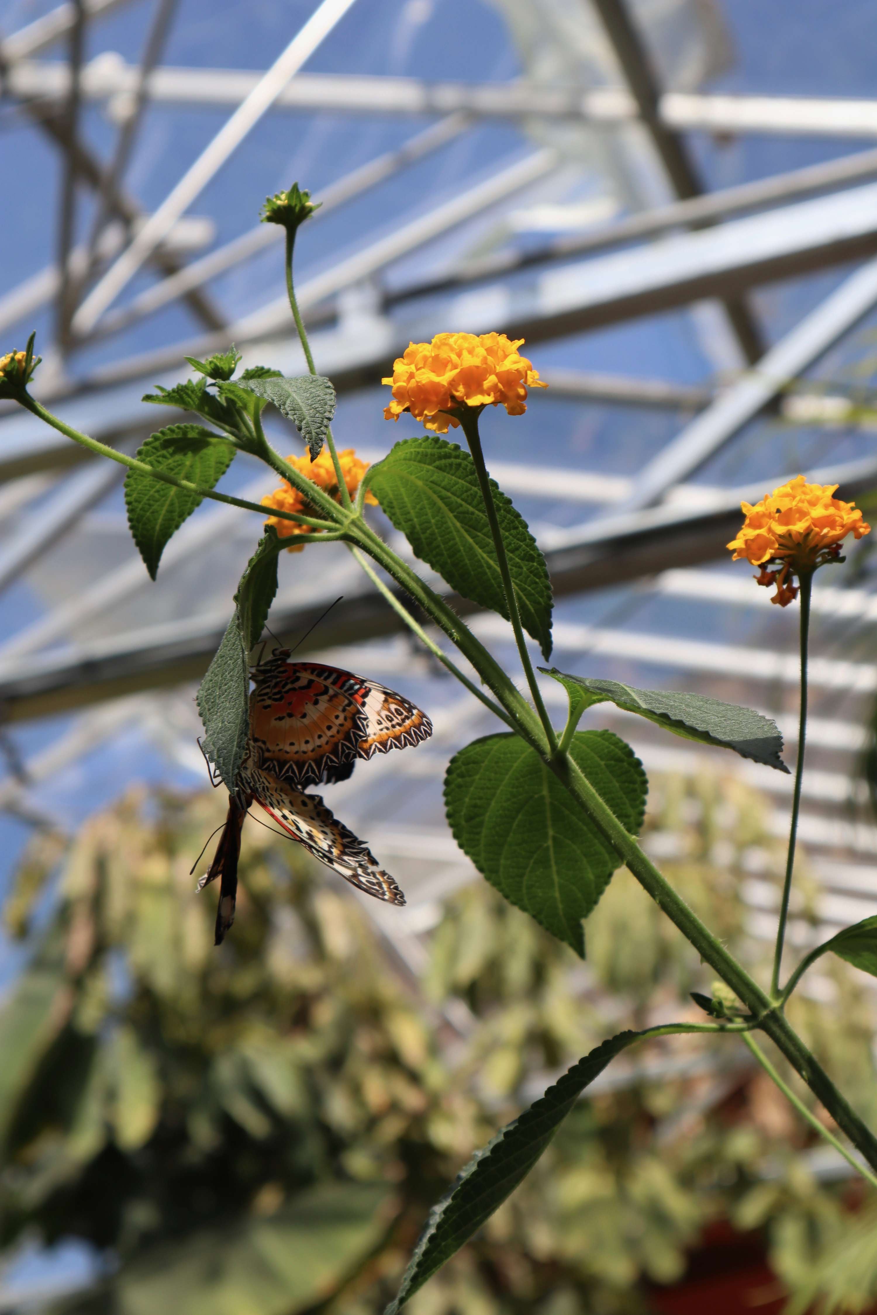 Horniman Butterfly House Photography by Mackenzie Turton