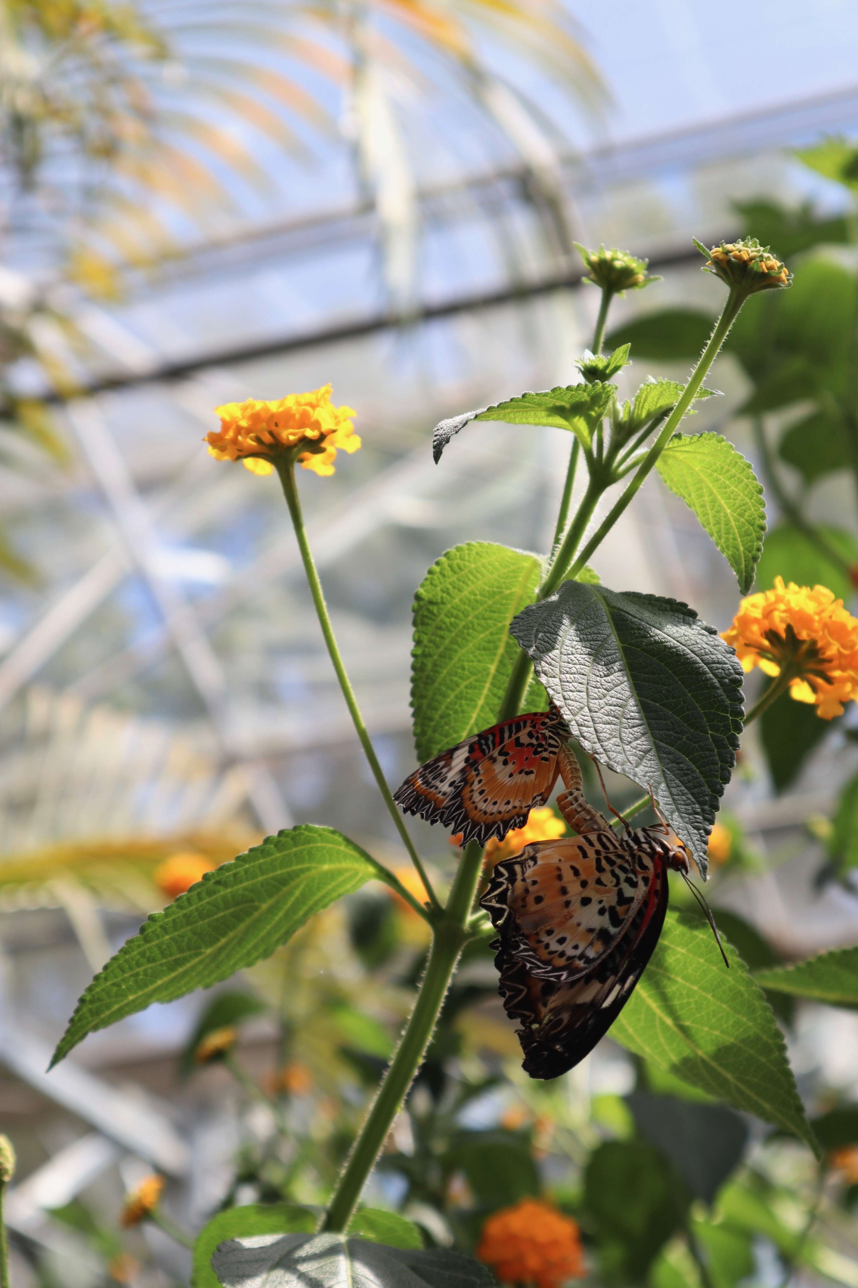 Horniman Butterfly House Photography by Mackenzie Turton