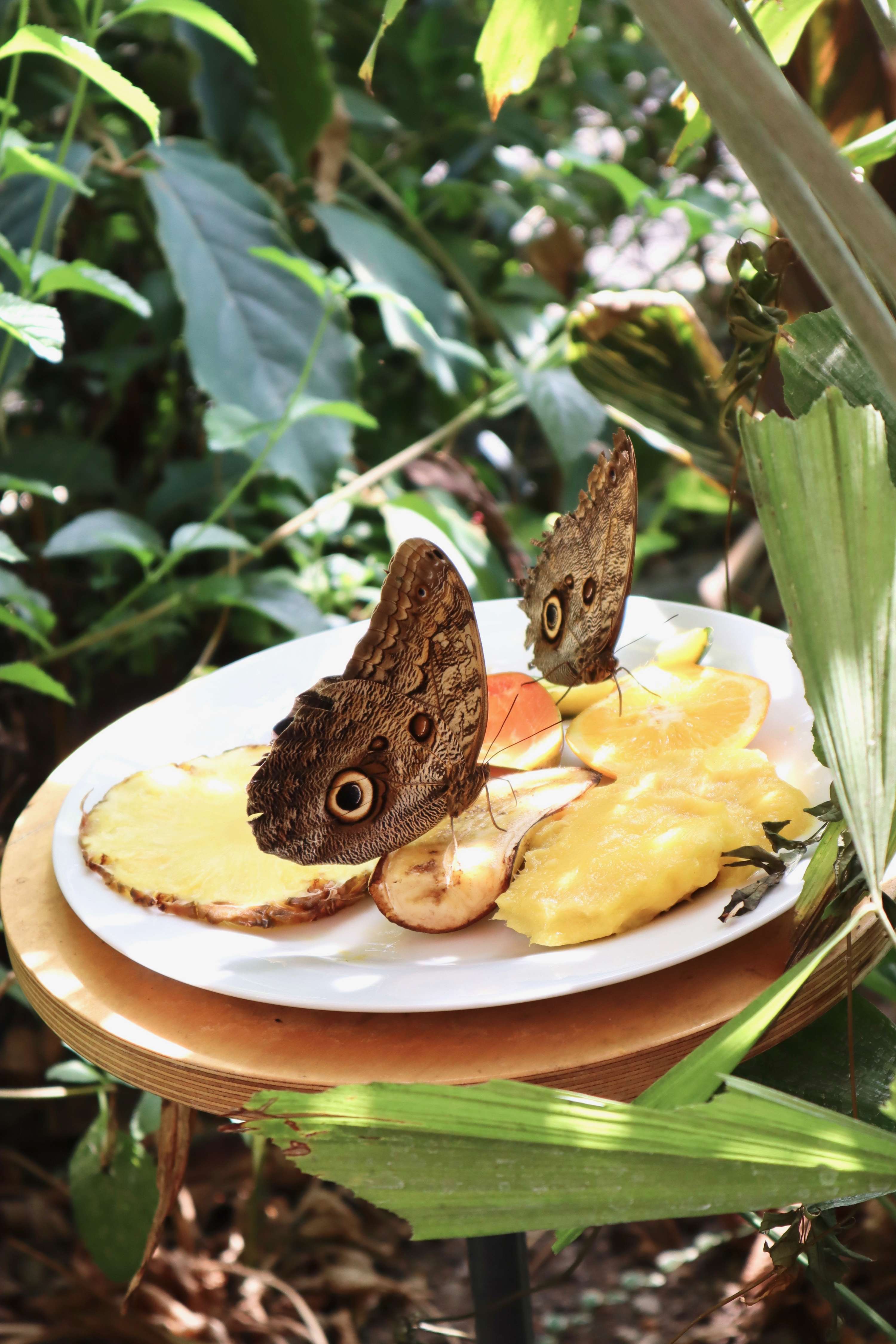 Horniman Butterfly House Photography by Mackenzie Turton