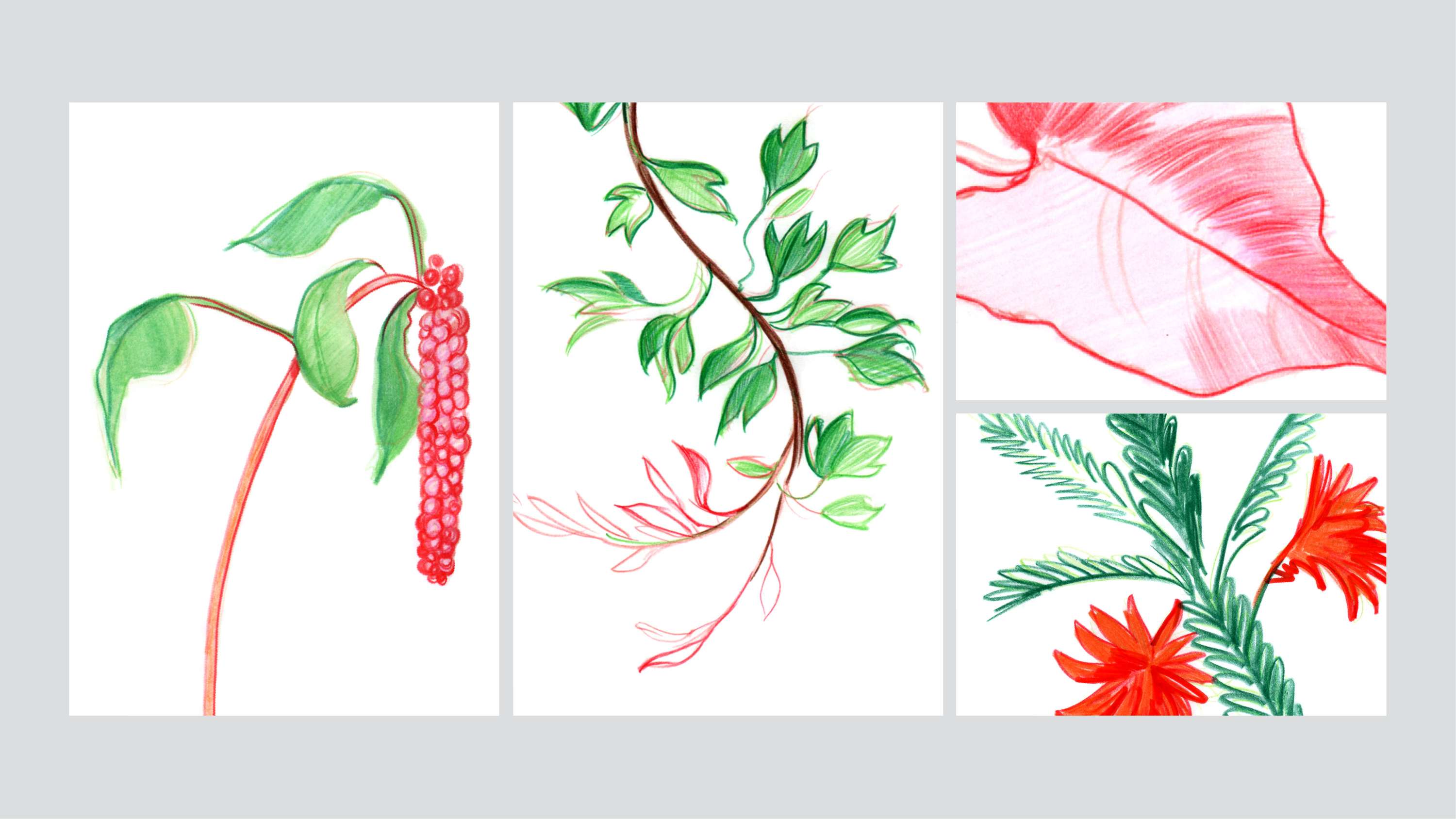 Ashish - Graphic design and illustration by Leon Bowers