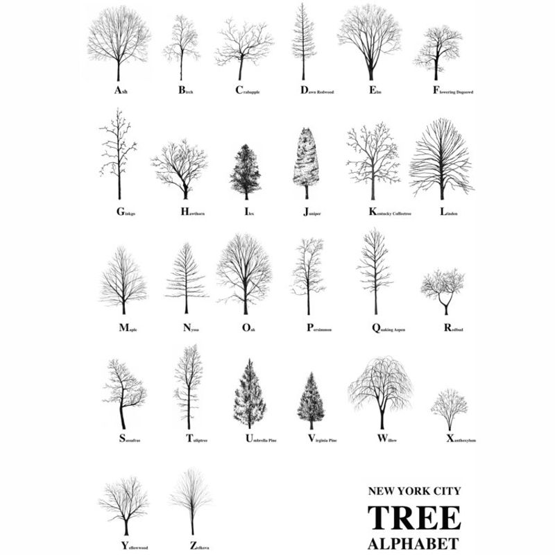 New York City Tree Alphabet by Katie Holten