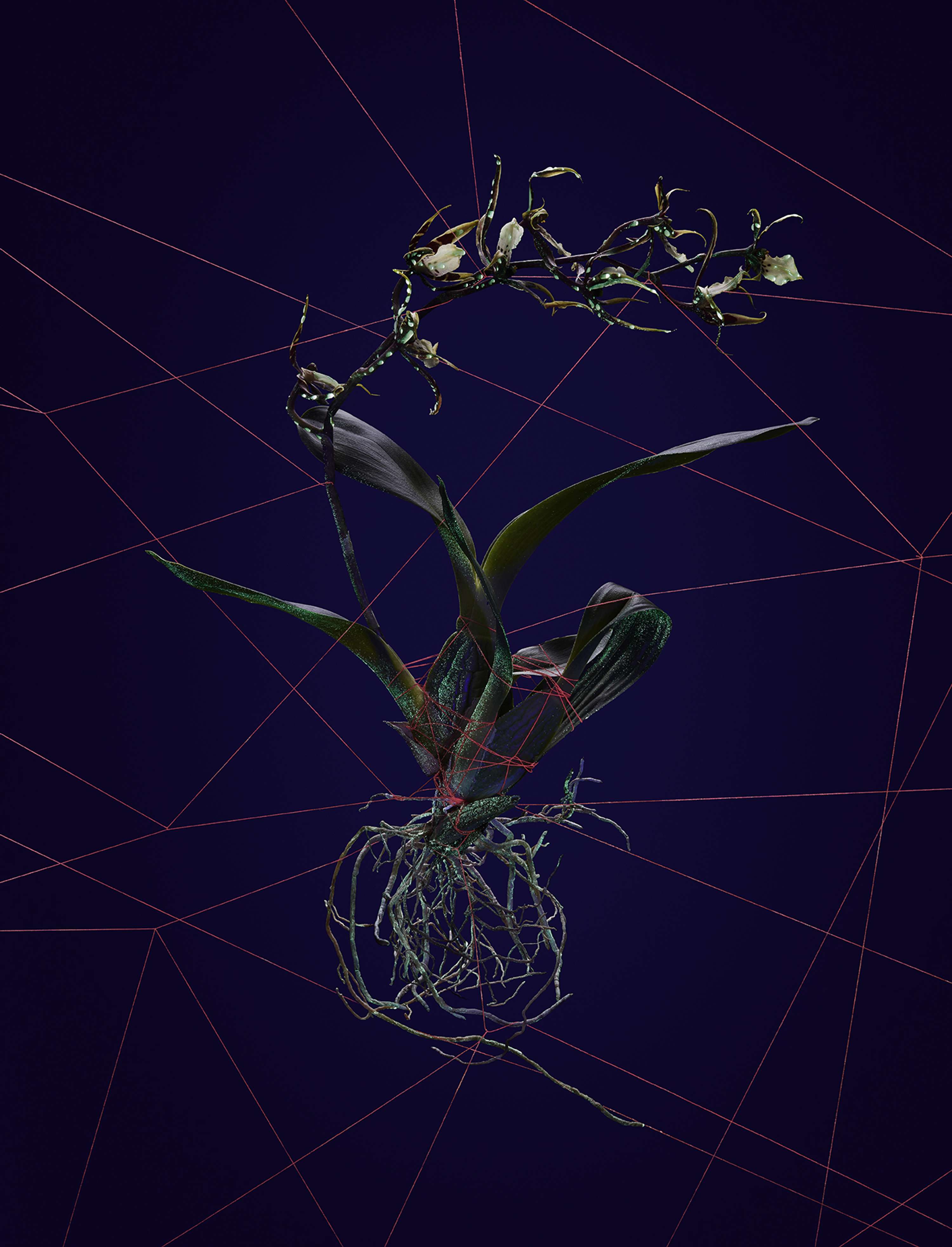 Interference Project by Ben Reeves