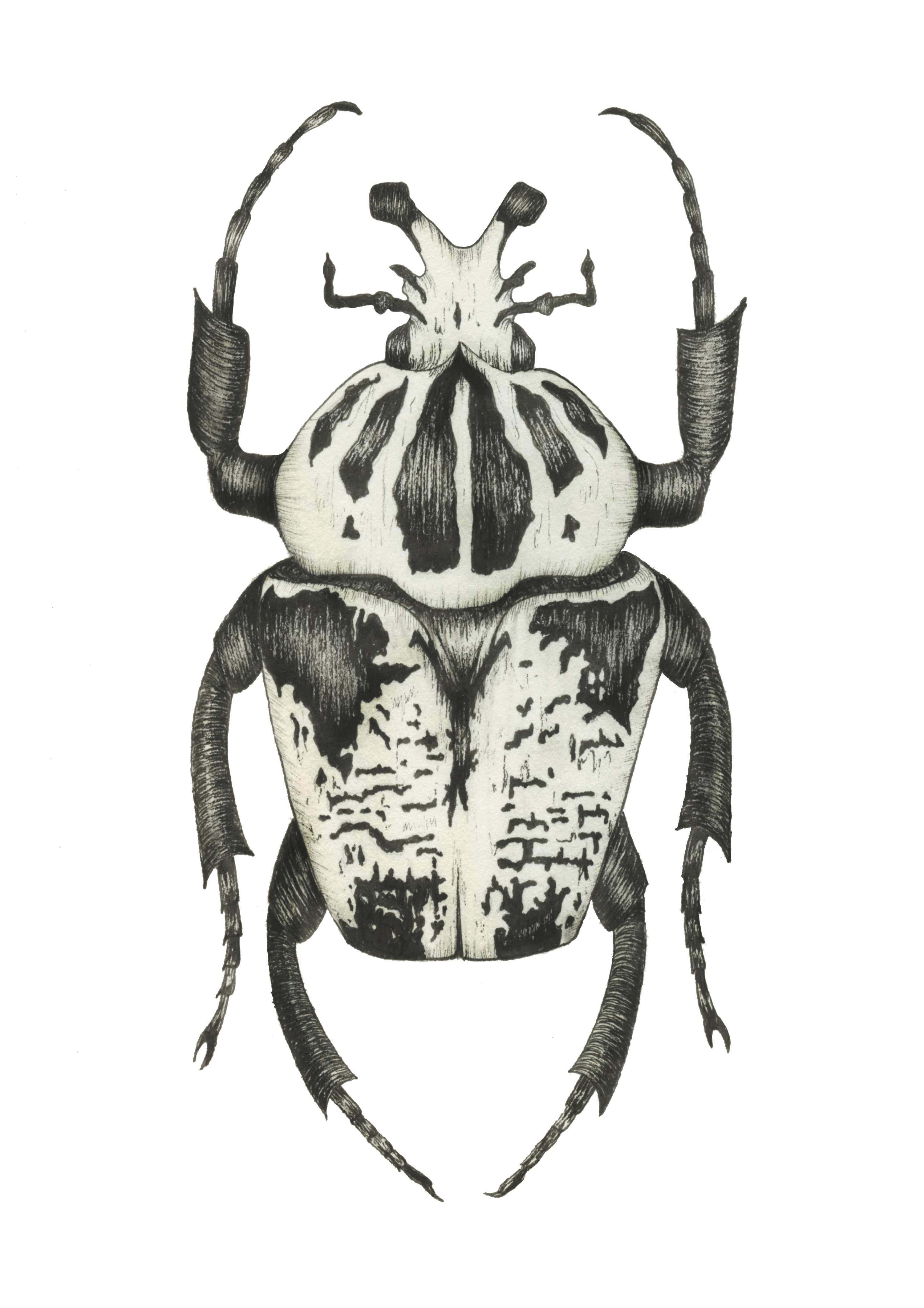 Creatures by Alice Garrard