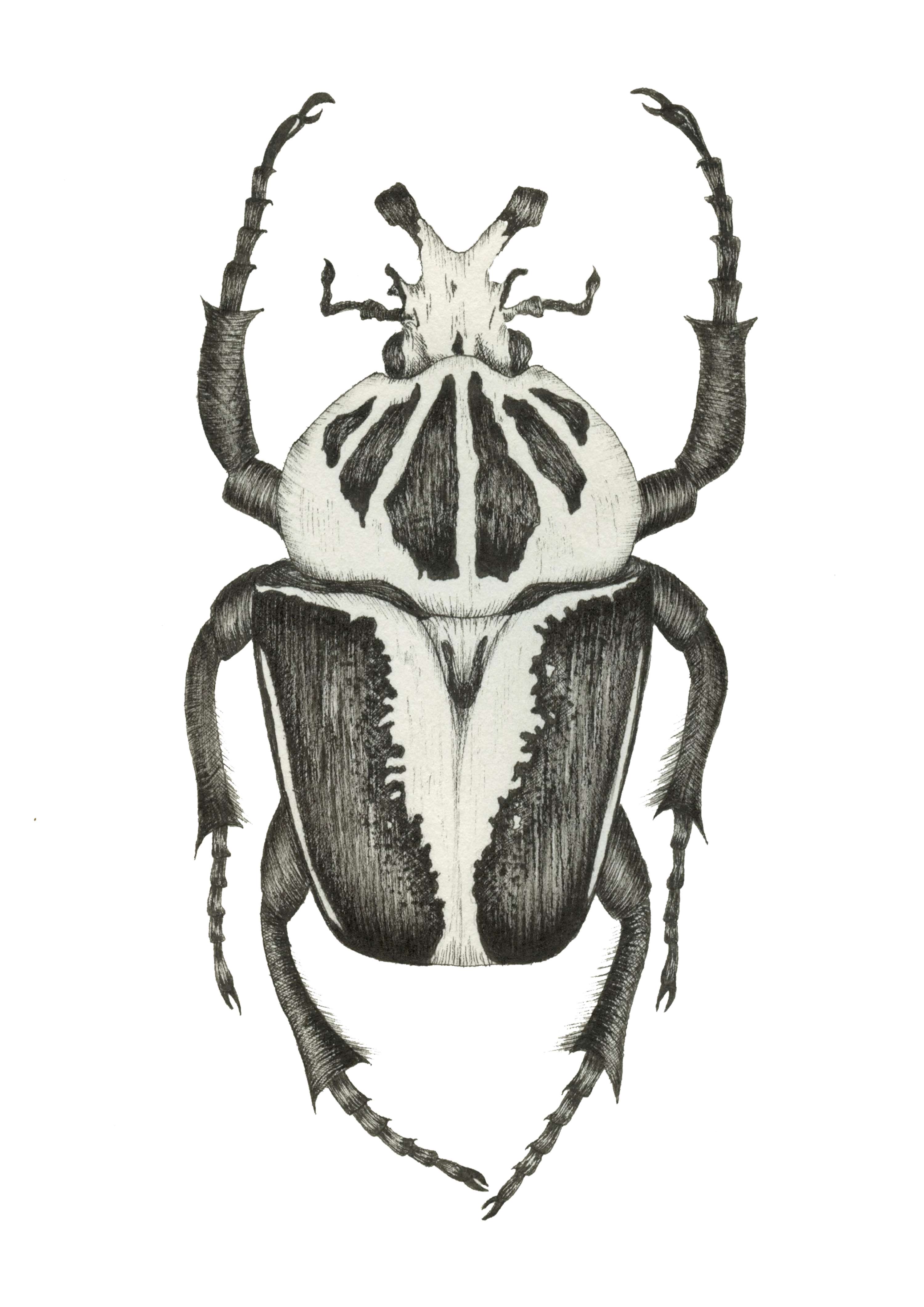 Creatures by Alice Garrard