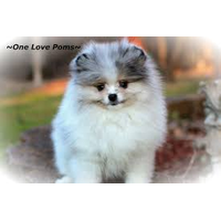 One Love Poms logo