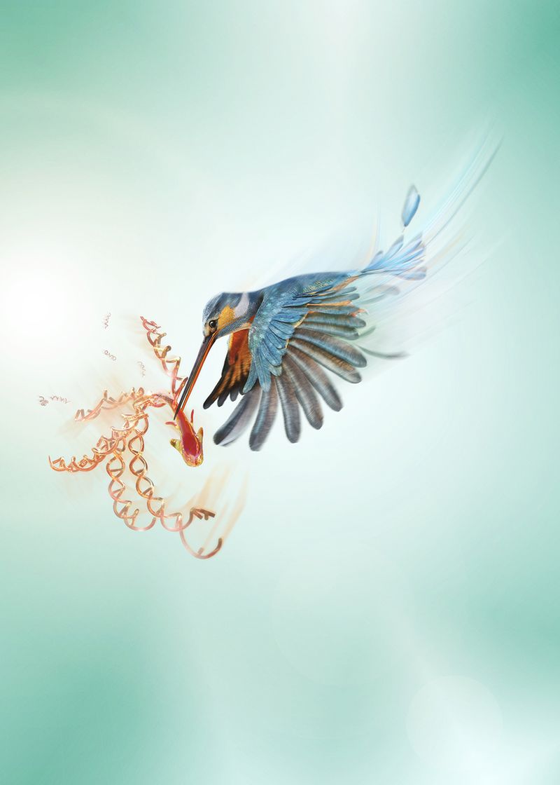 KingFisher by Miguel Navarro