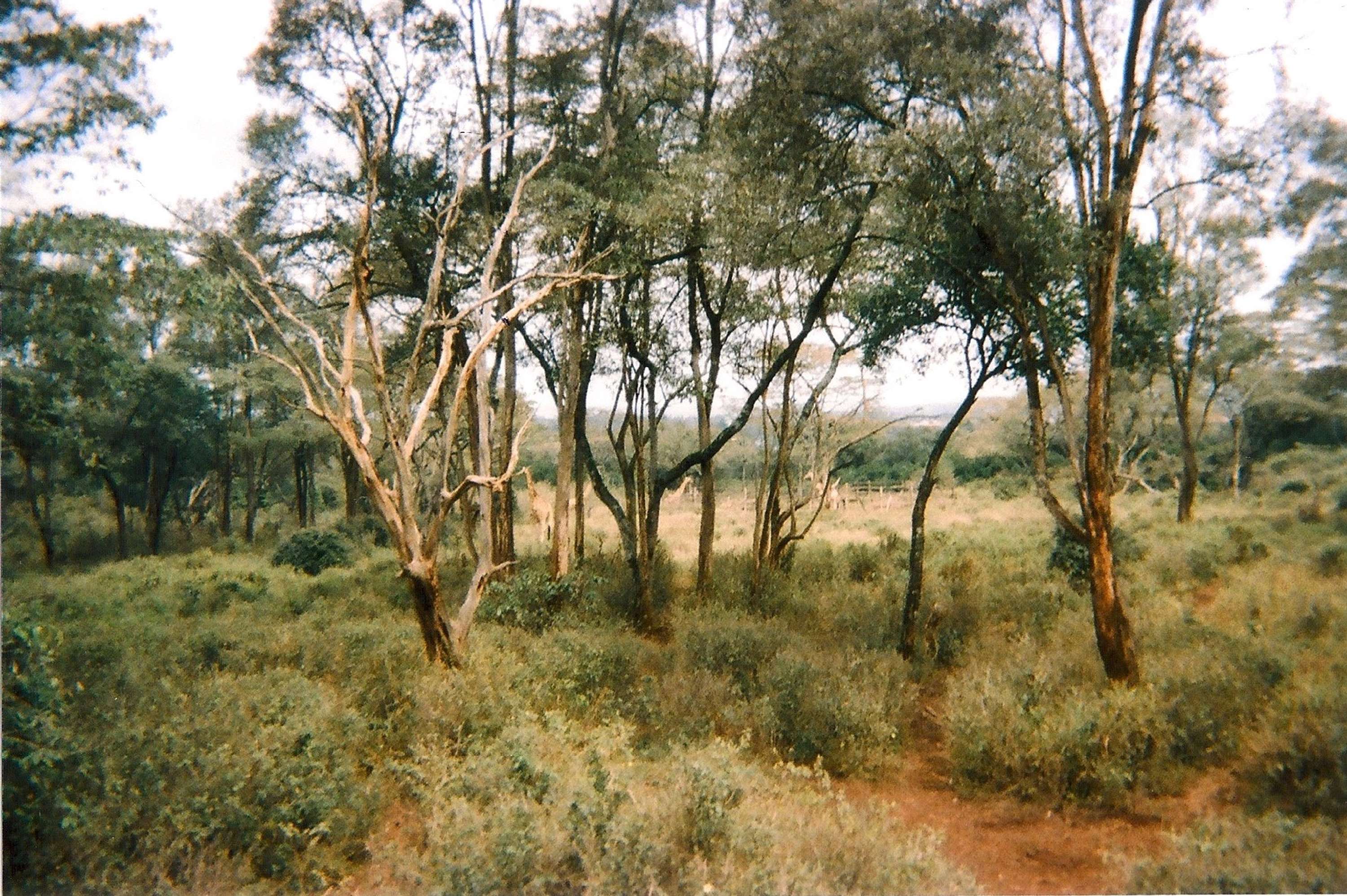 Scenic by Kymberley Apiro