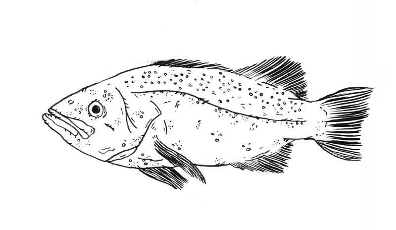 'TOP 10 ENDANGERED FISH PART 1' by Sarah Goodman