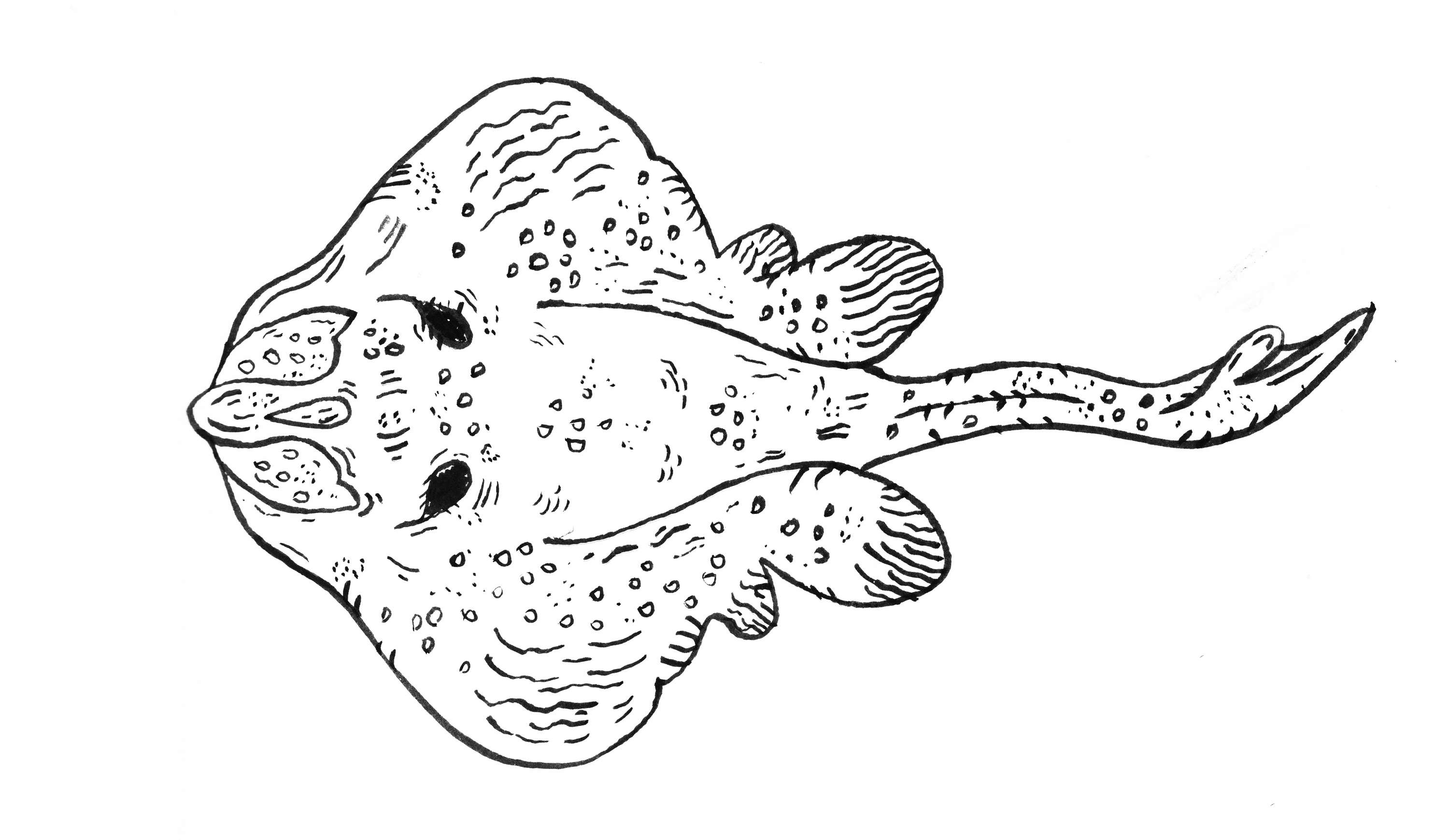 'TOP 10 ENDANGERED FISH PART 1' by Sarah Goodman