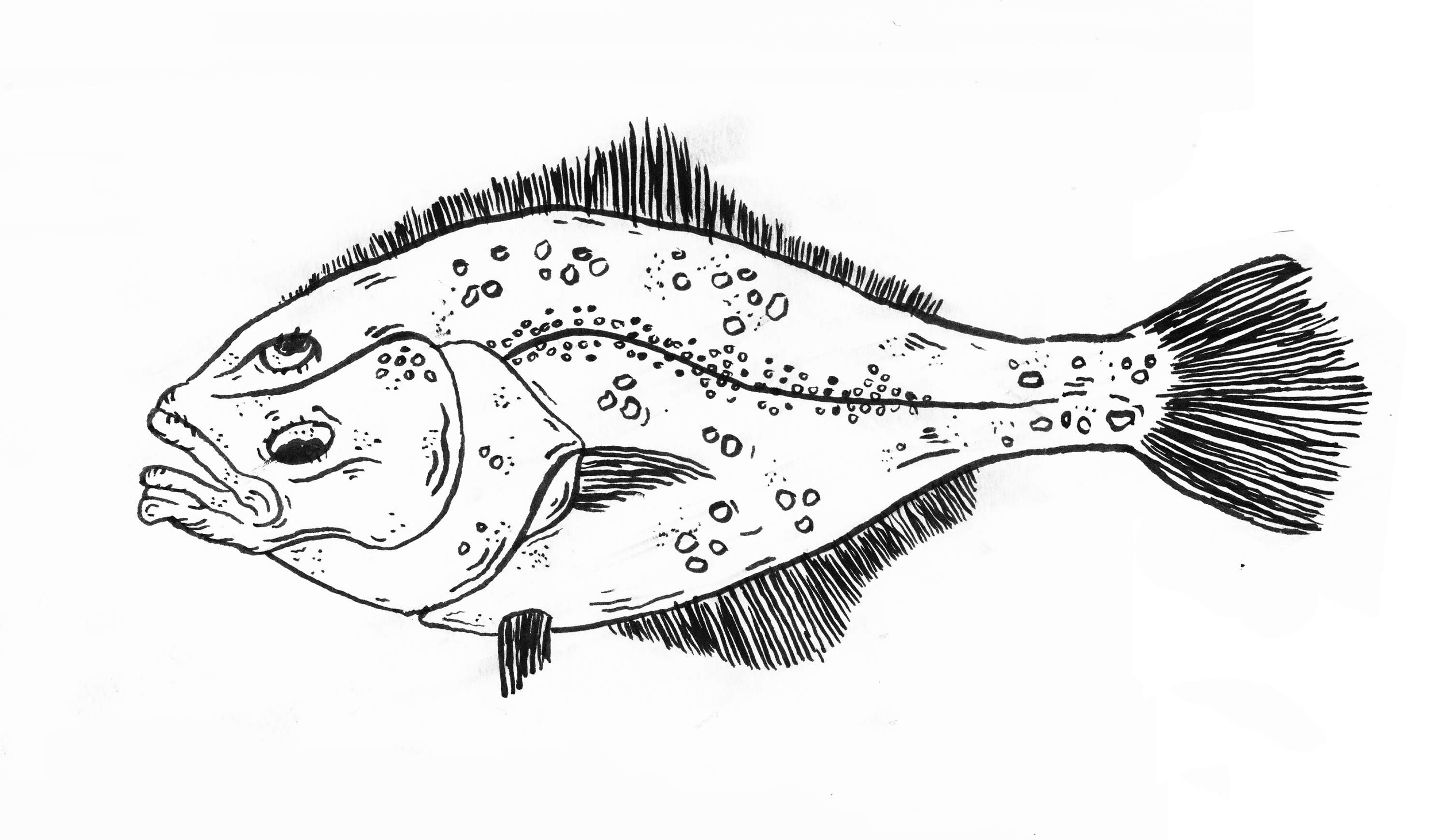 'TOP 10 ENDANGERED FISH PART 1' by Sarah Goodman