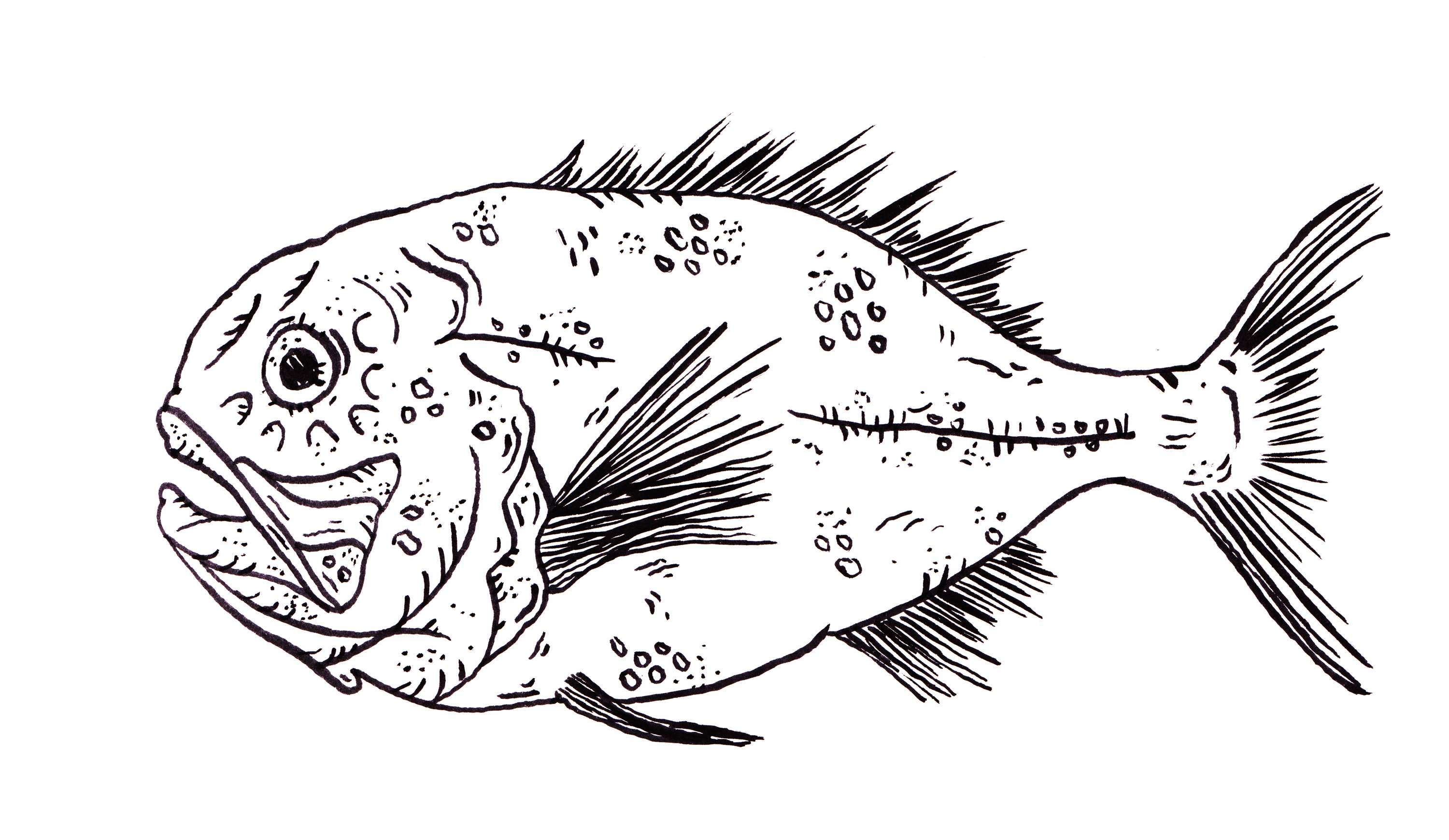 'TOP 10 ENDANGERED FISH PART 1' by Sarah Goodman