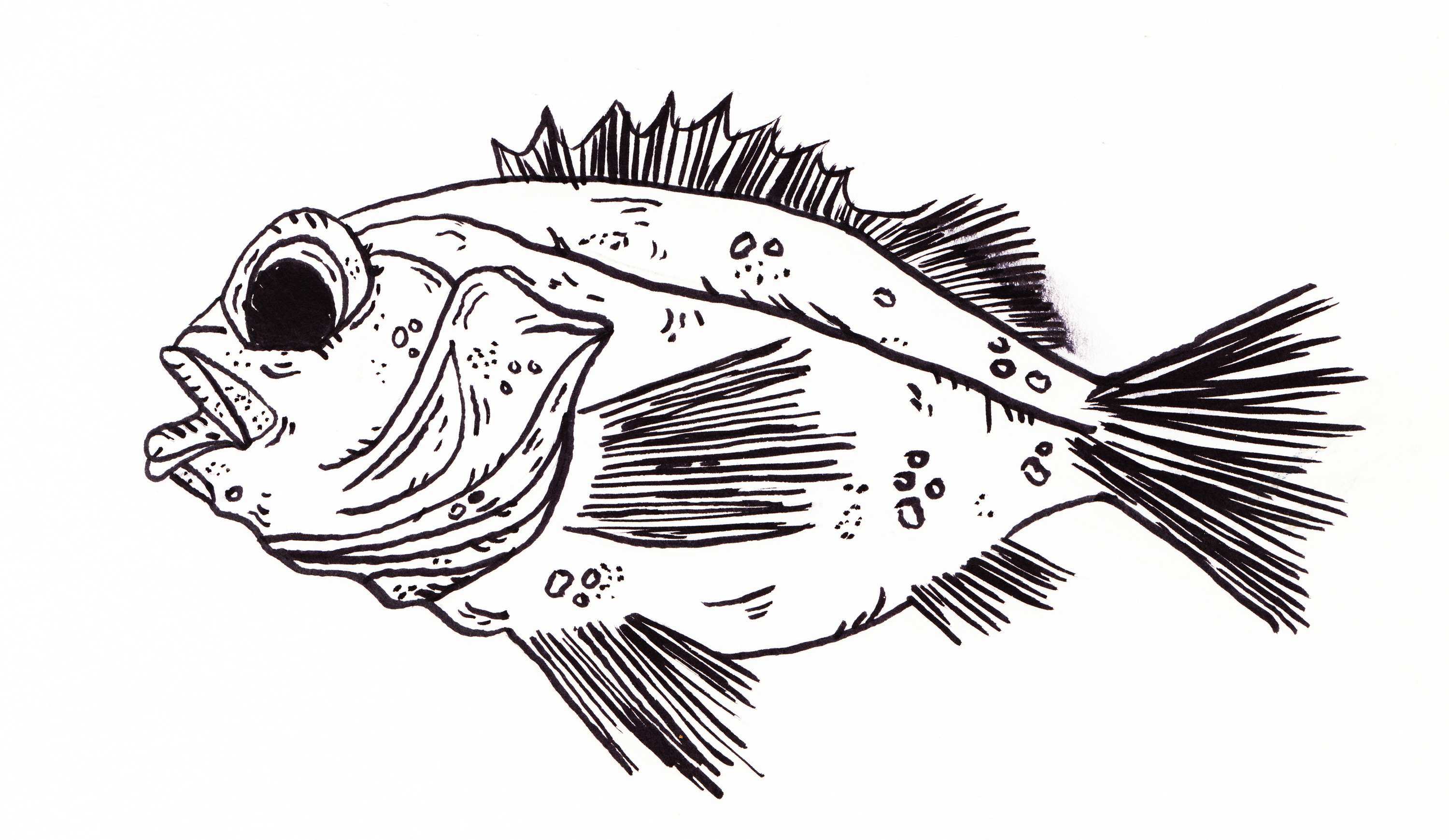 'TOP 10 ENDANGERED FISH PART 1' by Sarah Goodman