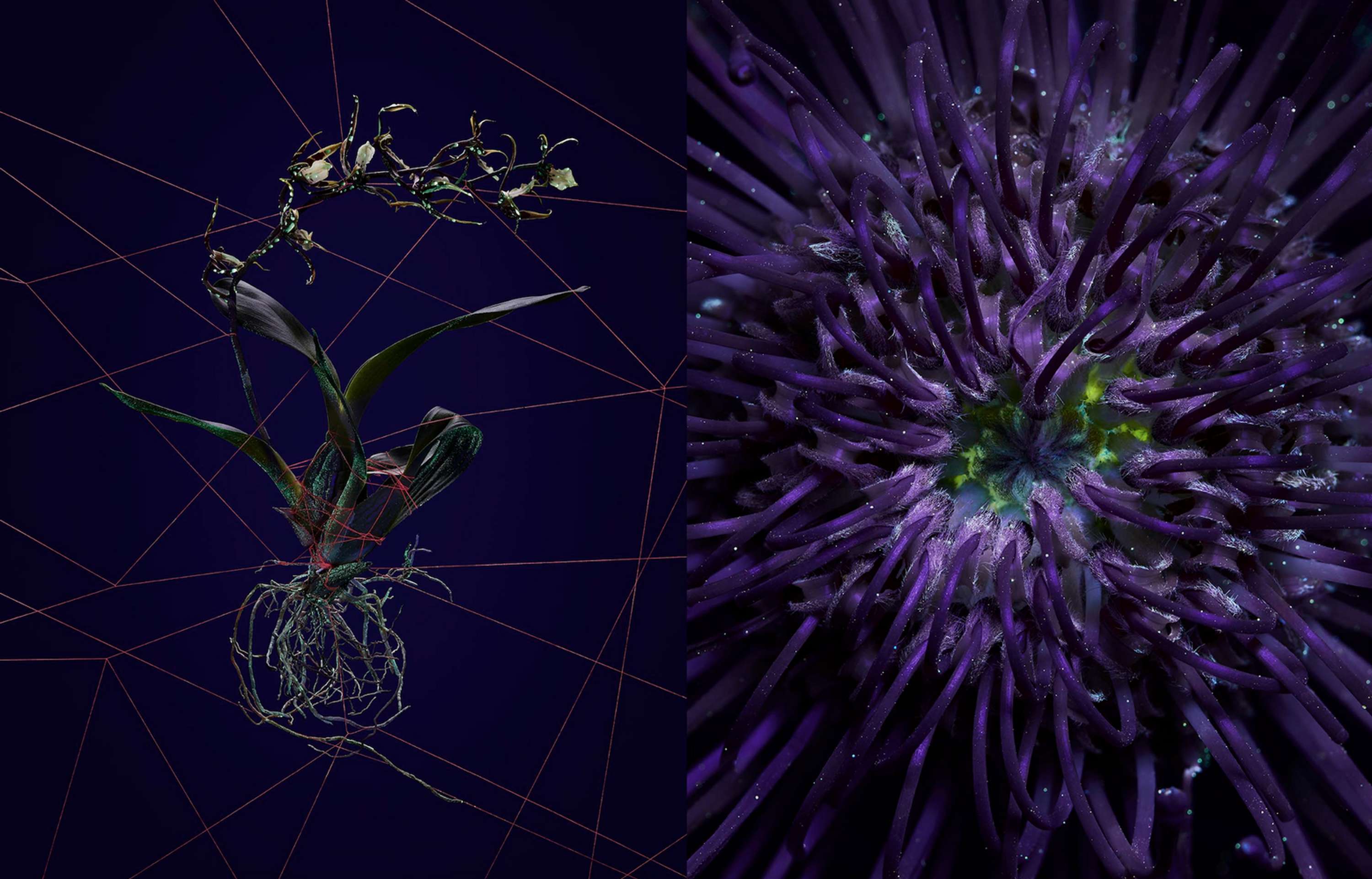 'Interference' x Ben Reeves by Emma Winter