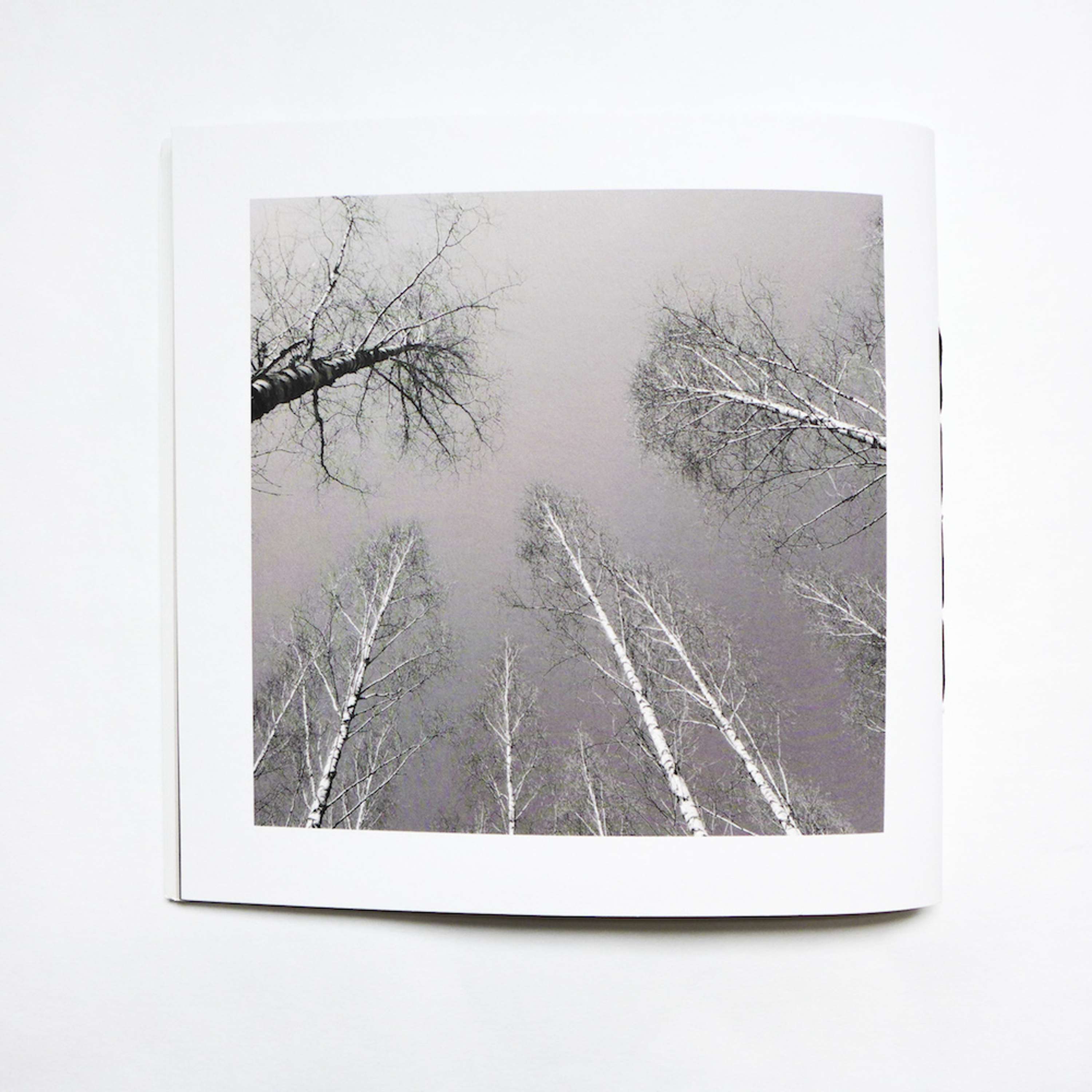 Book: Between the Birch Trees by Klara Foldys