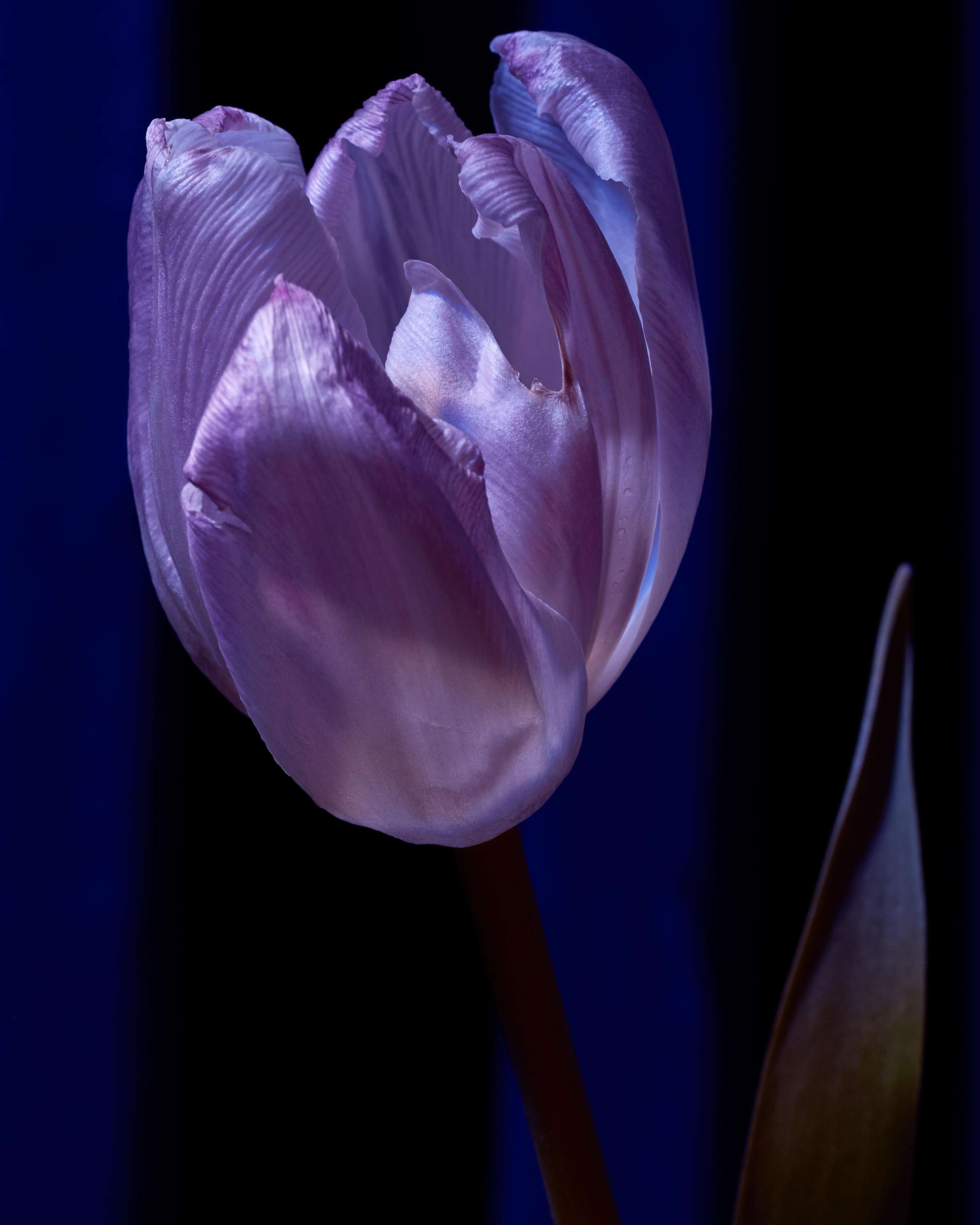 Blumen gehen Immer by Mathilde Karrèr
