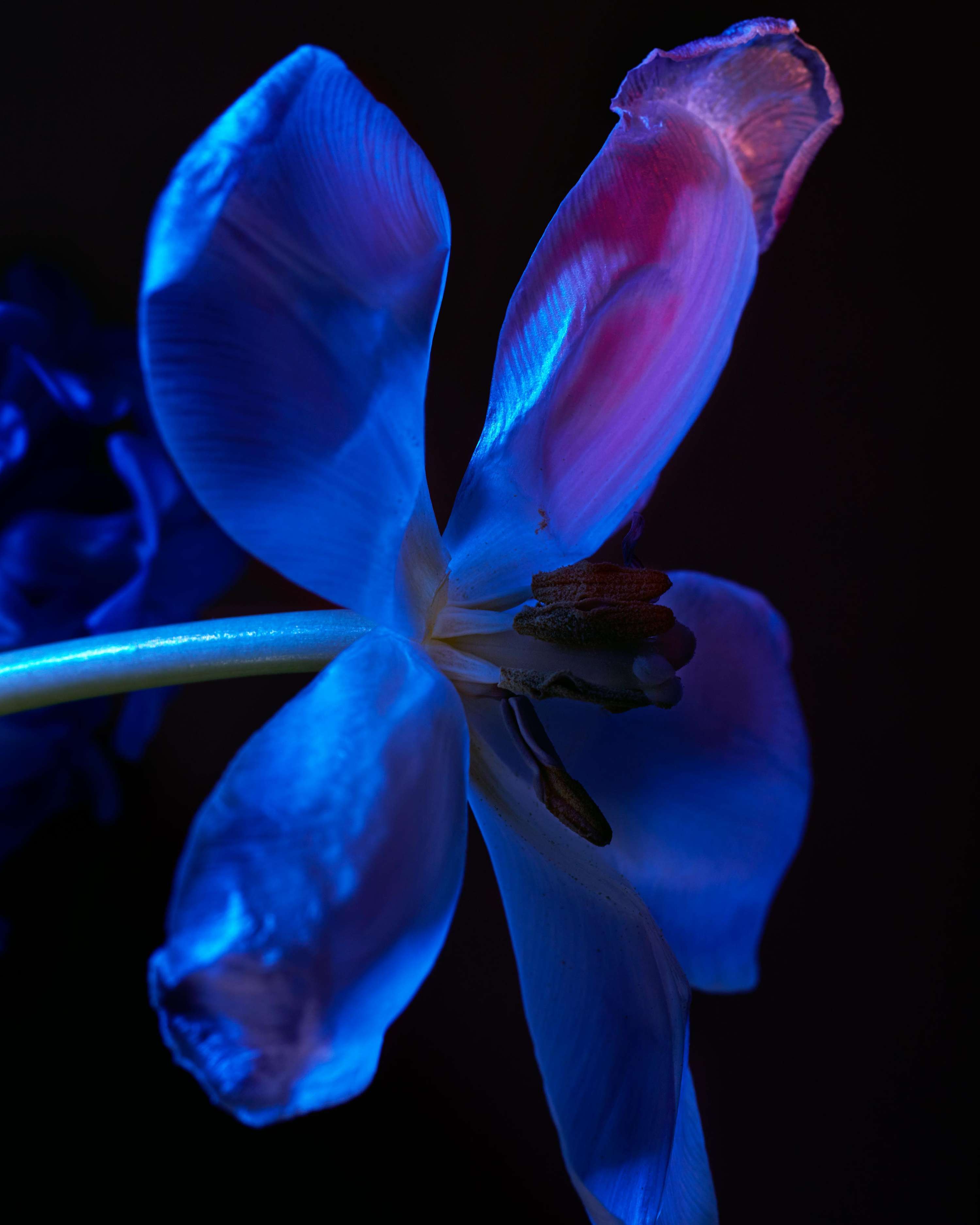 Blumen gehen Immer by Mathilde Karrèr
