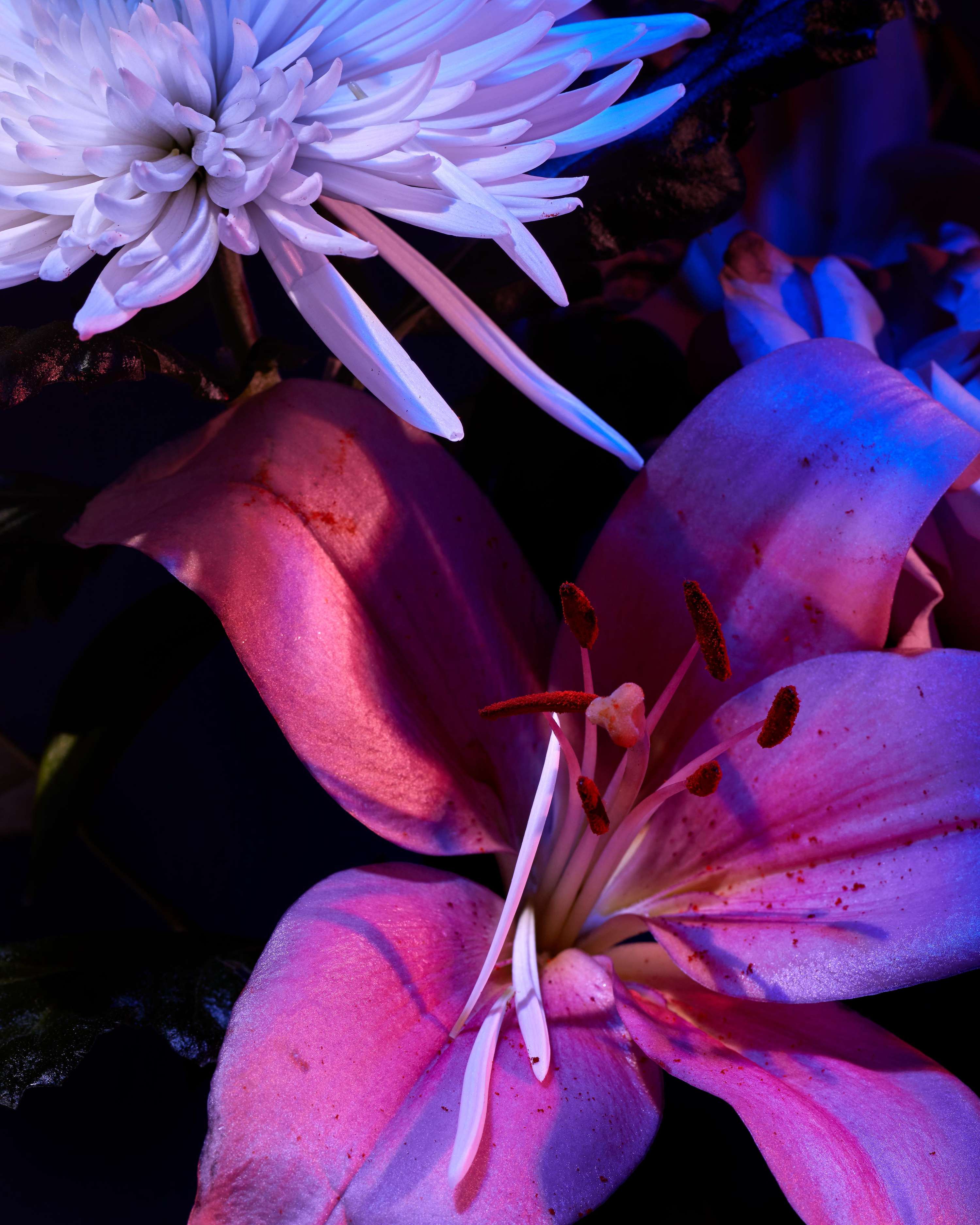 Blumen gehen Immer by Mathilde Karrèr