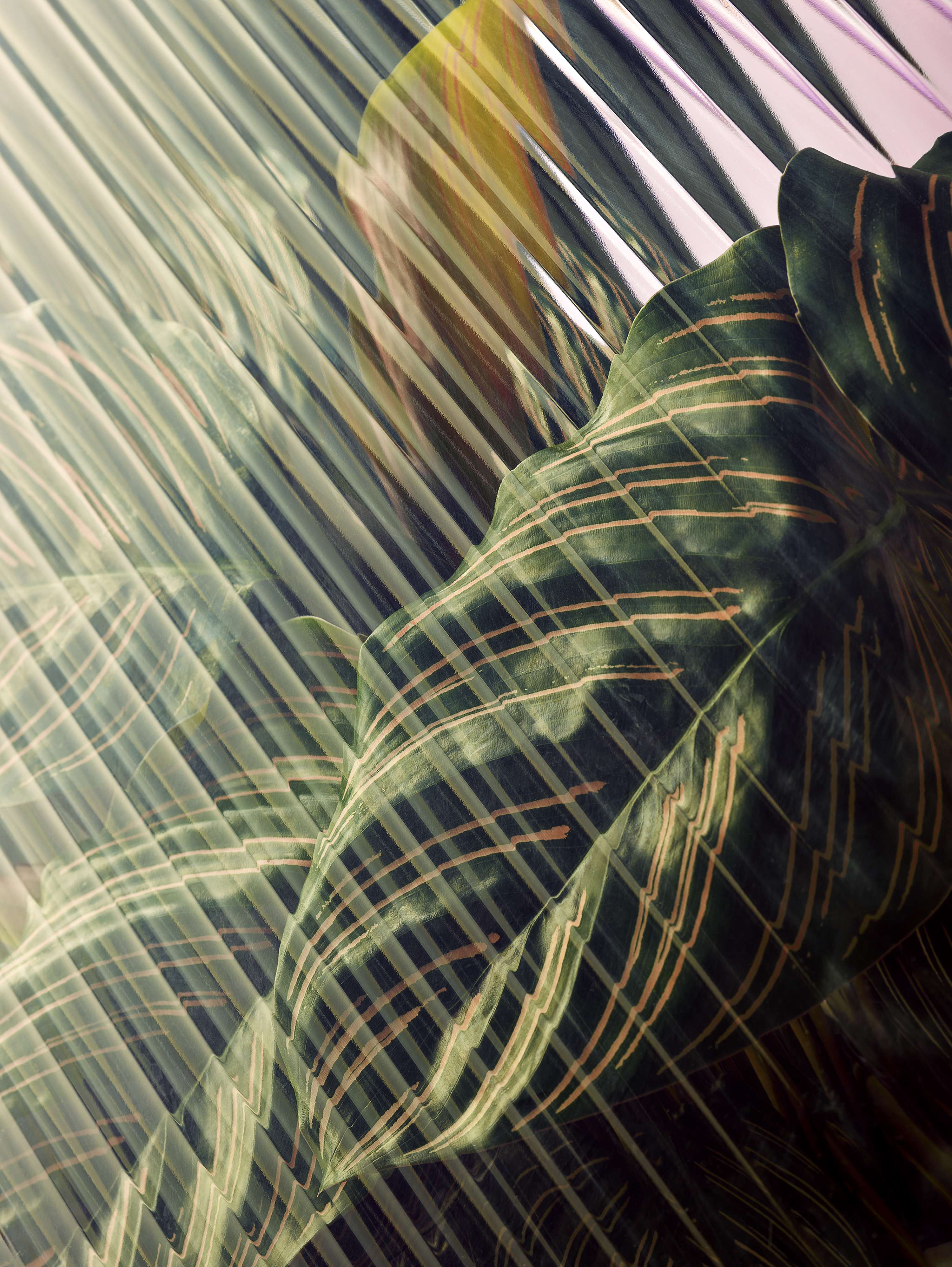 Distortion by Gemma Therese Pearce